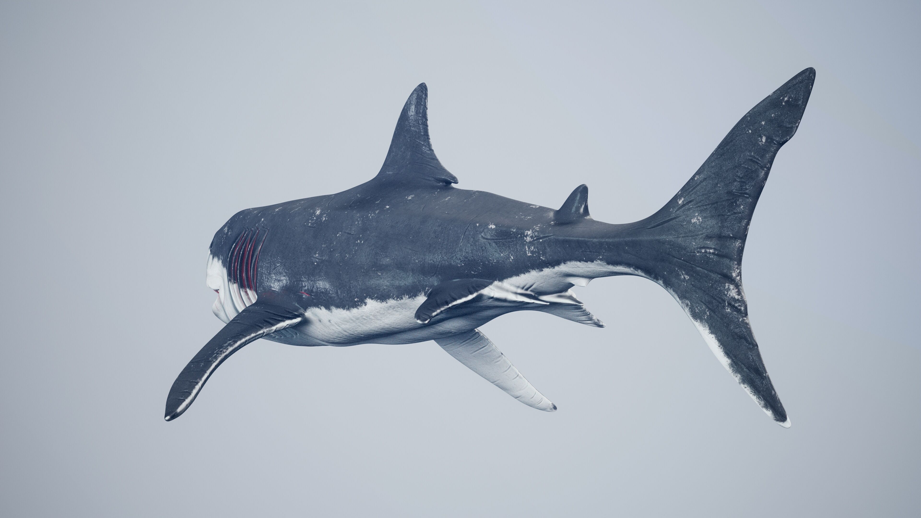 Great White Shark Low-poly 3D model_18