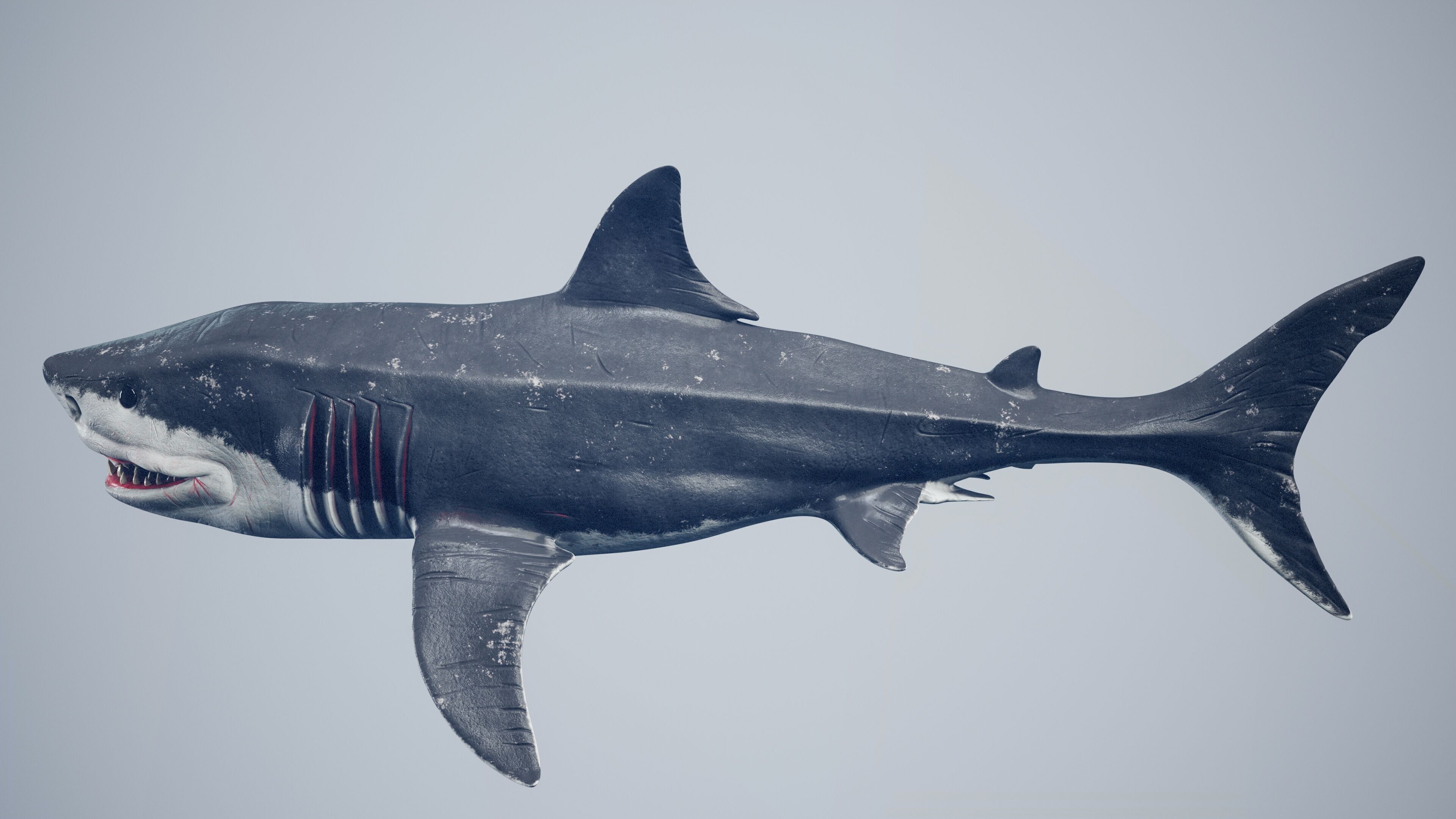 Great White Shark Low-poly 3D model_34