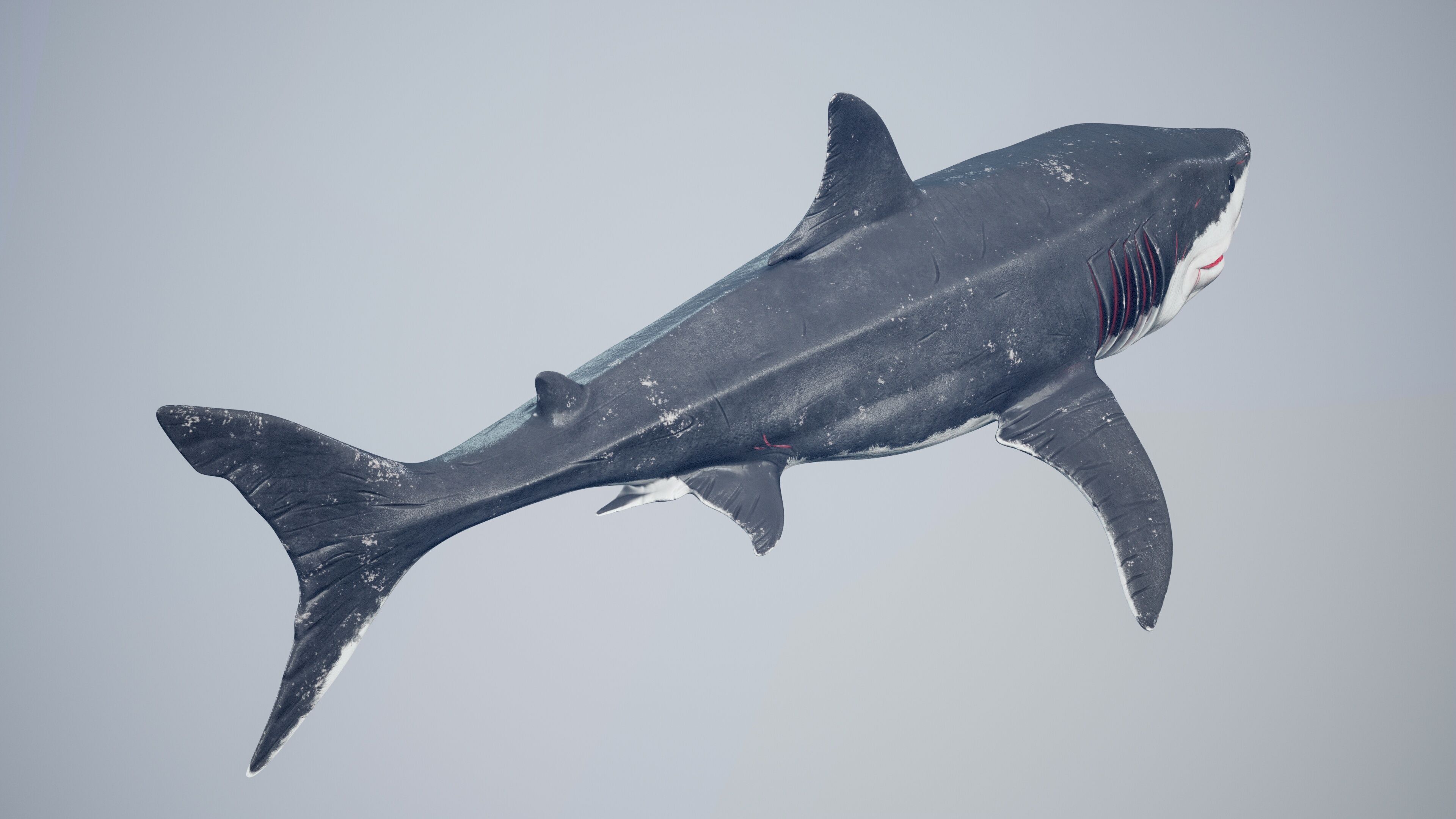 Great White Shark Low-poly 3D model_39