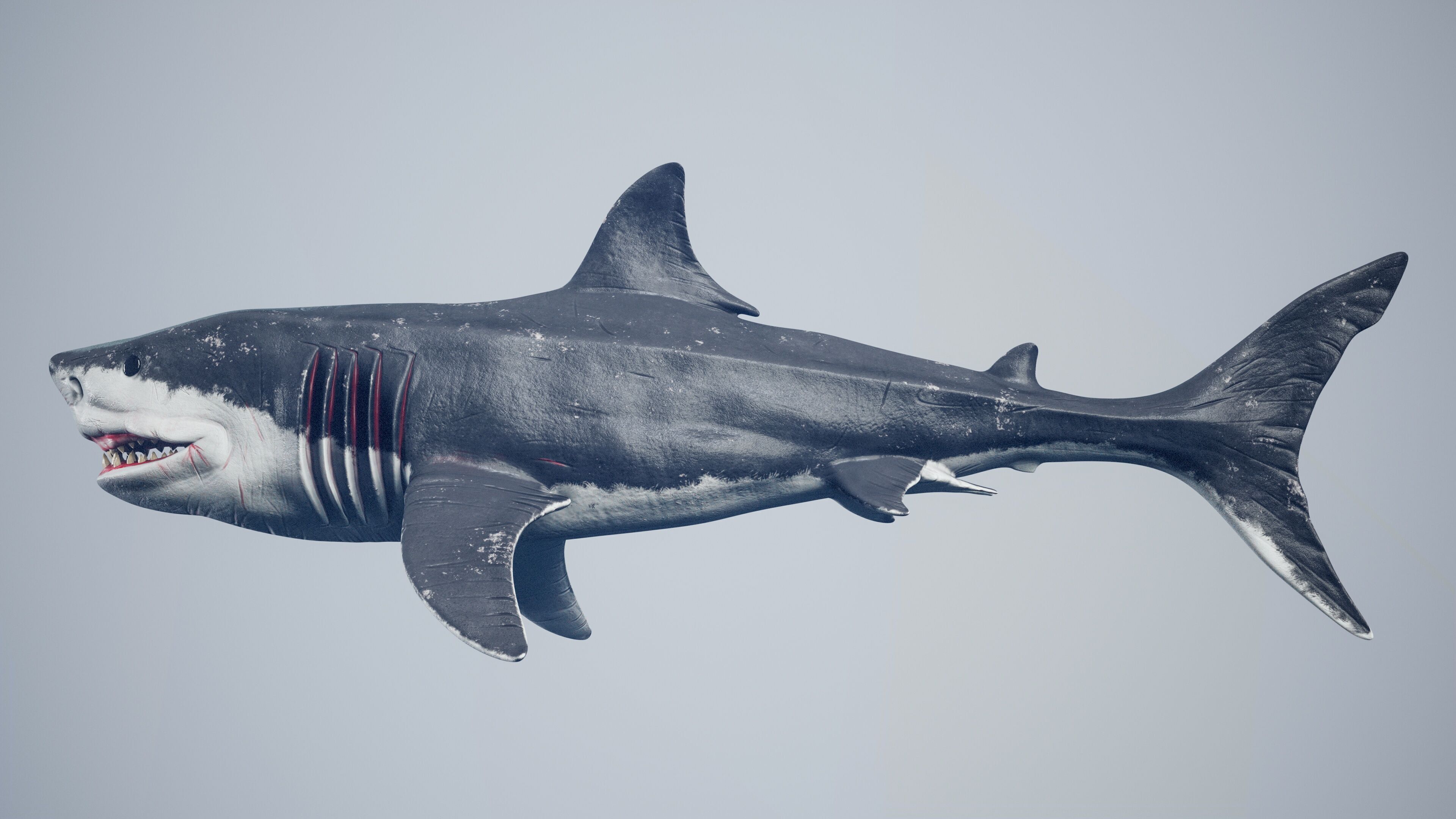 Great White Shark Low-poly 3D model_22