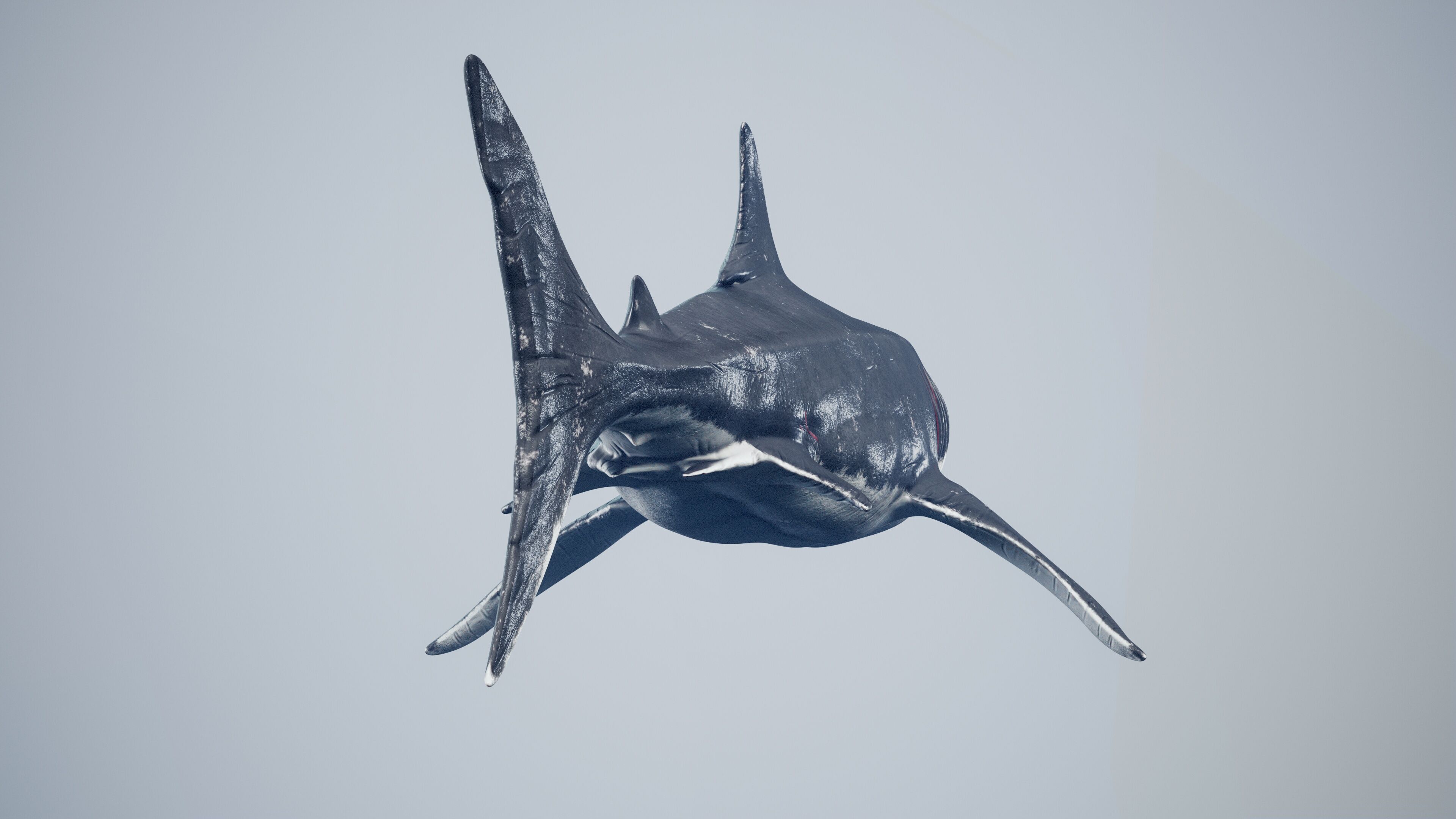 Great White Shark Low-poly 3D model_15