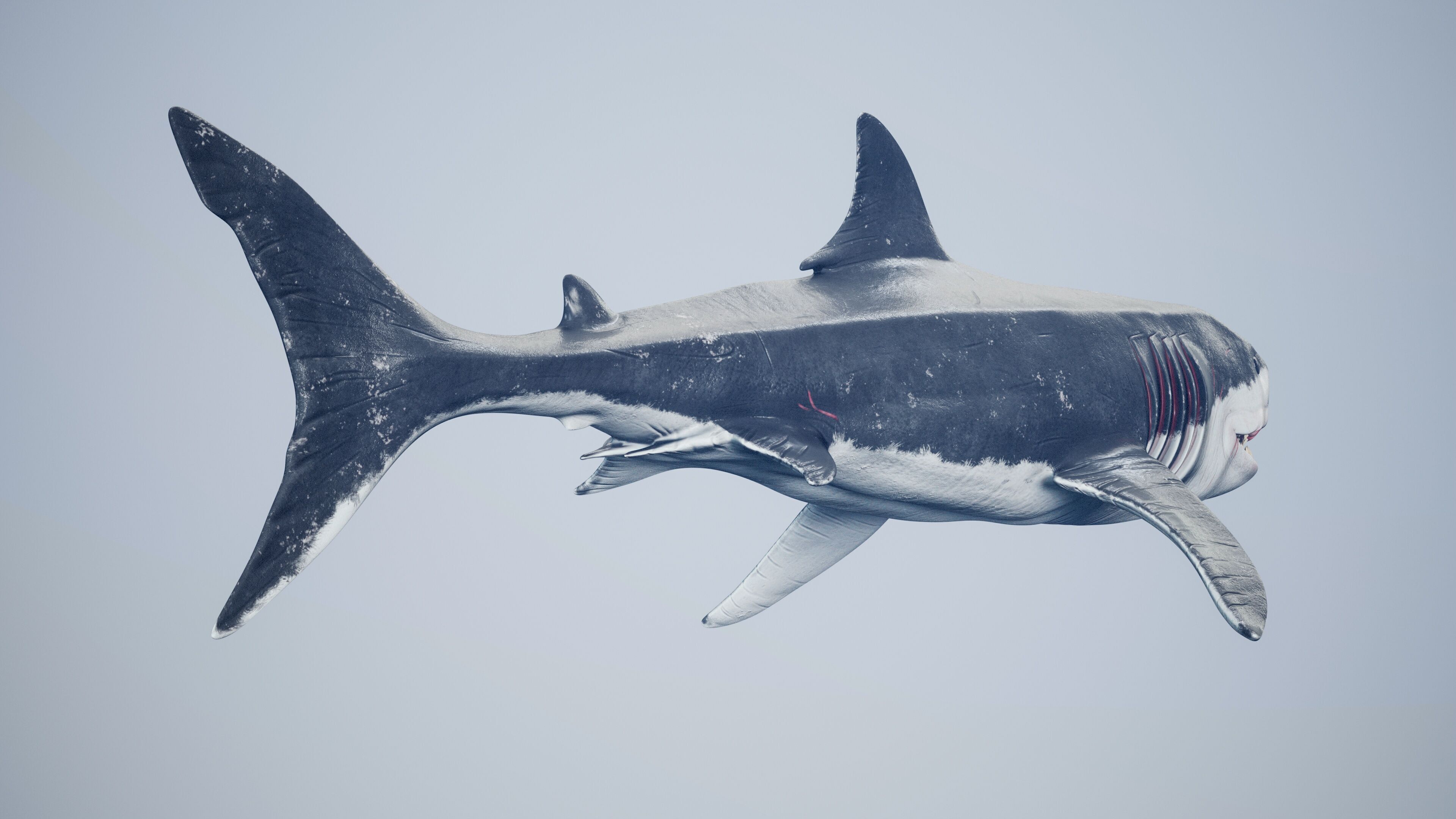Great White Shark Low-poly 3D model_13