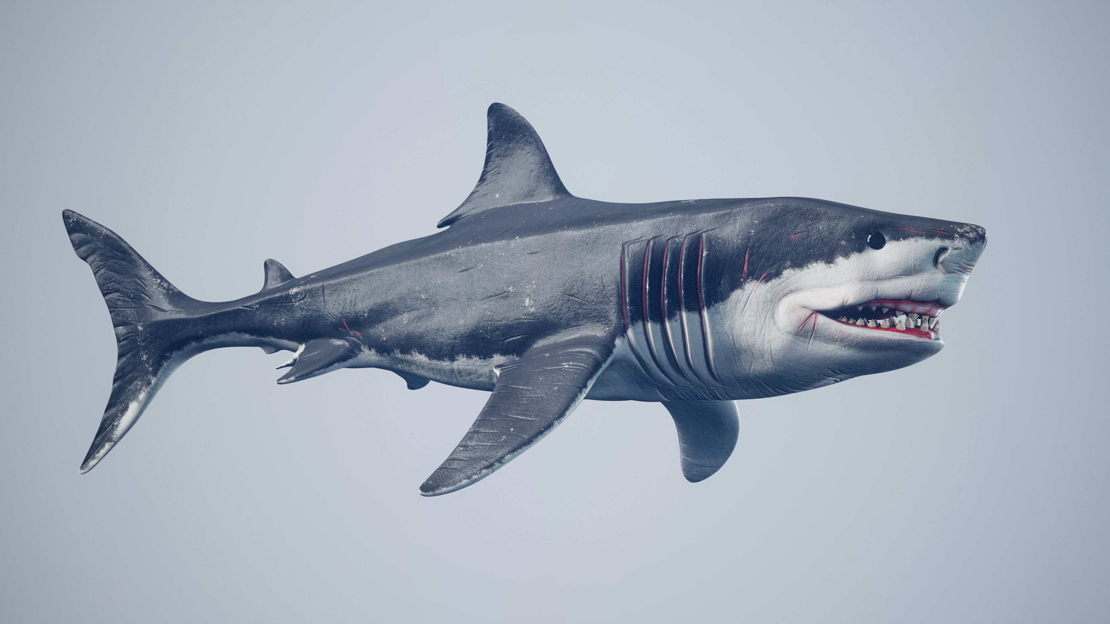 Great White Shark Low-poly 3D model_10