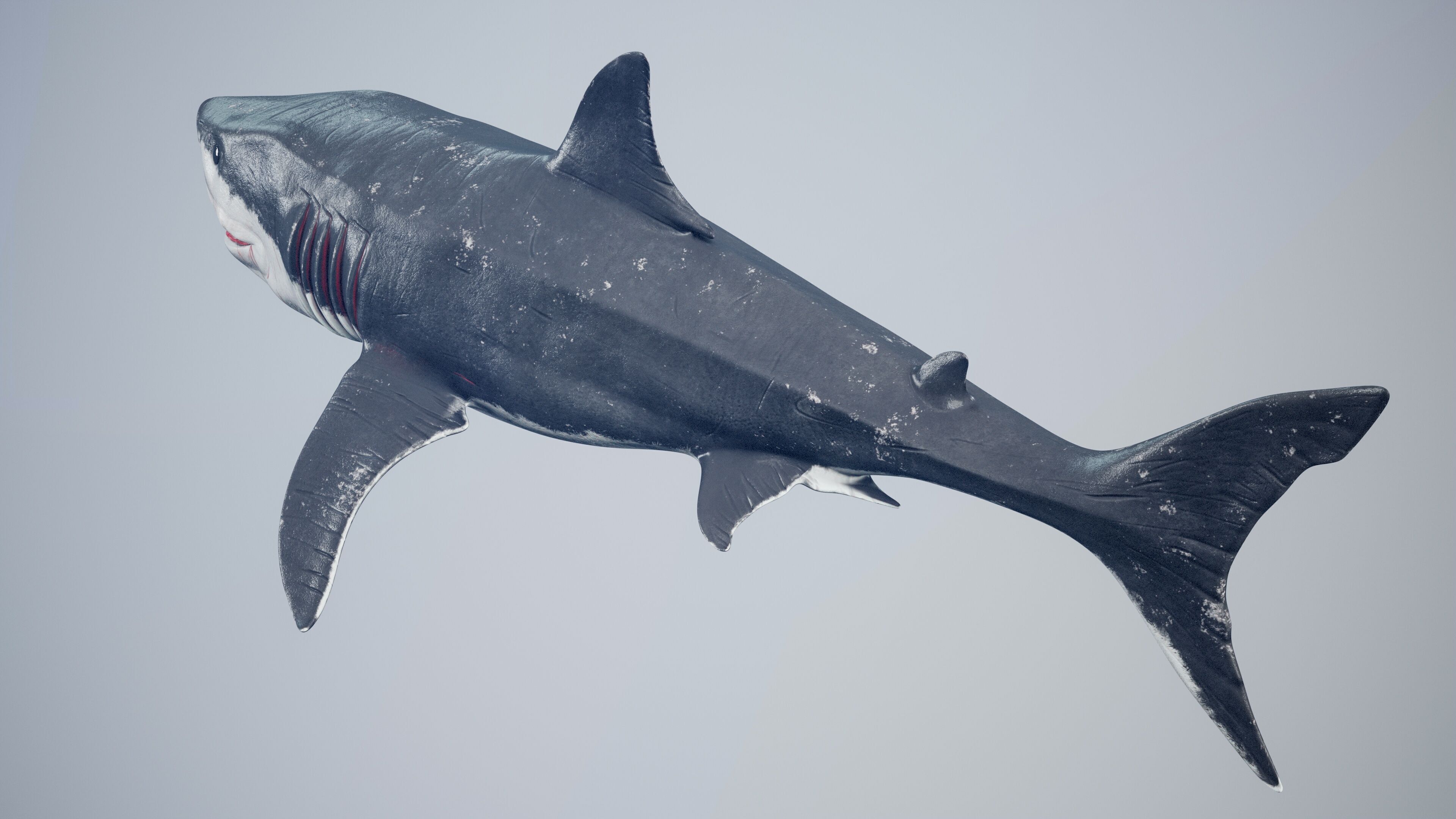 Great White Shark Low-poly 3D model_41