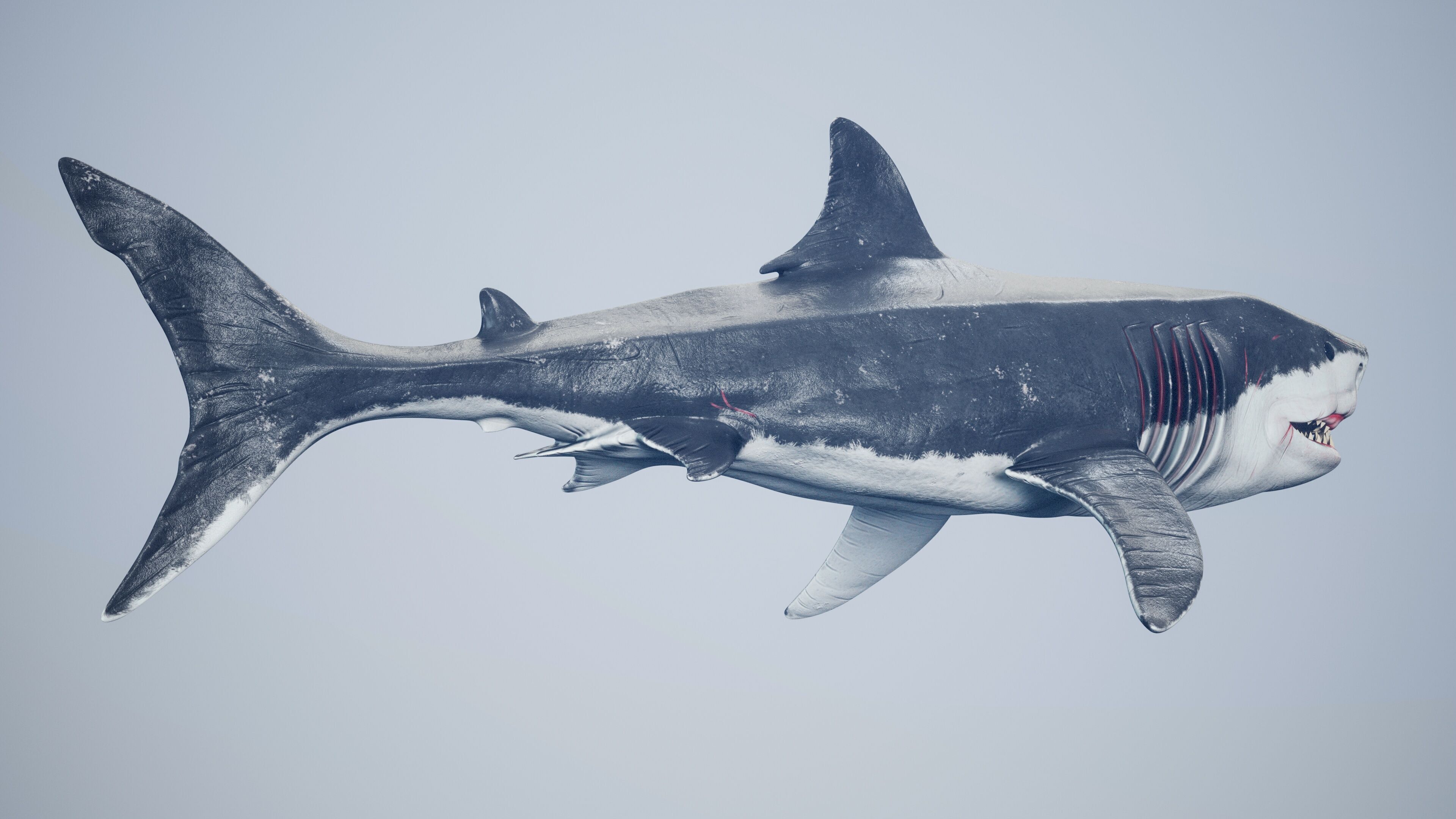 Great White Shark Low-poly 3D model_12