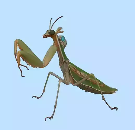 Praying Mantis Ambassador Envoy of the Luminous Accord