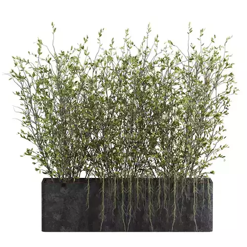 potted Plant 3D model