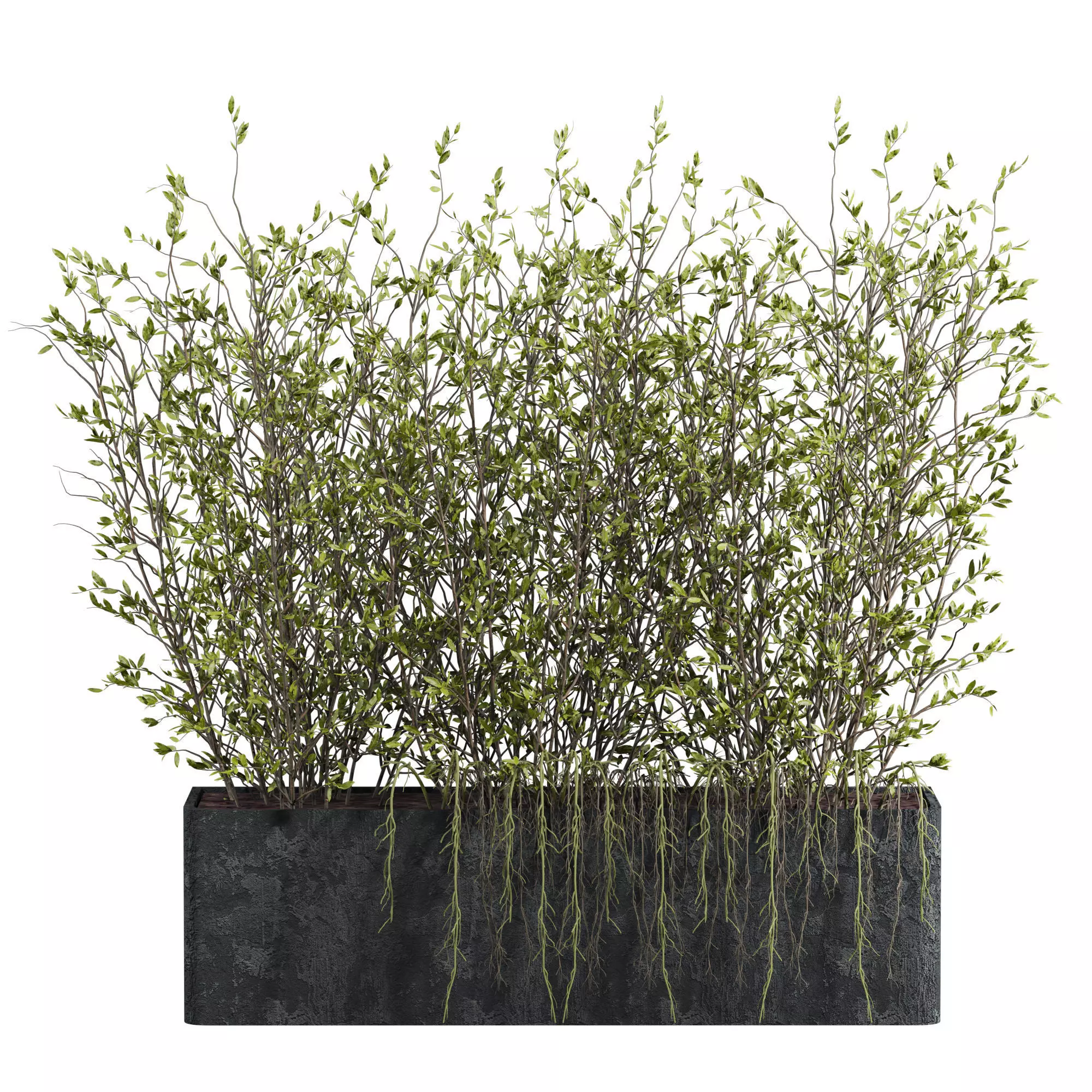 potted Plant 3D model