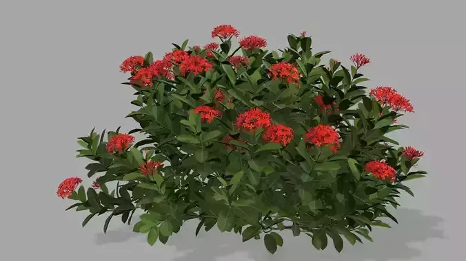 Ixora chinensis red - Animated