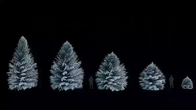 Trees Picea Pungens 04