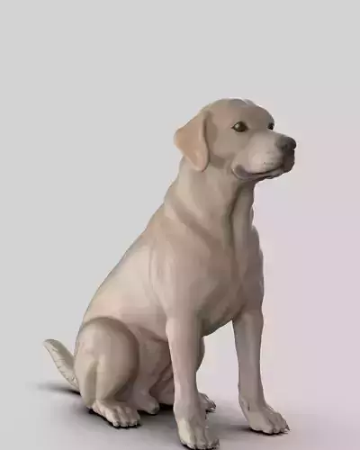 Labrador retriever