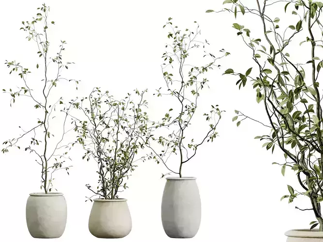 AV HousePlants Japandi Minimalism Ficus Dracaena Marginata30