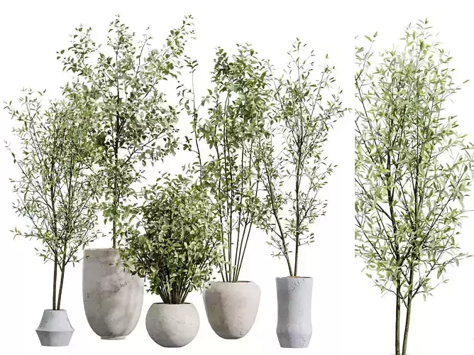 AV Indoor plants set 213 Beech Olea Olive Eucalyptus Mini Fig