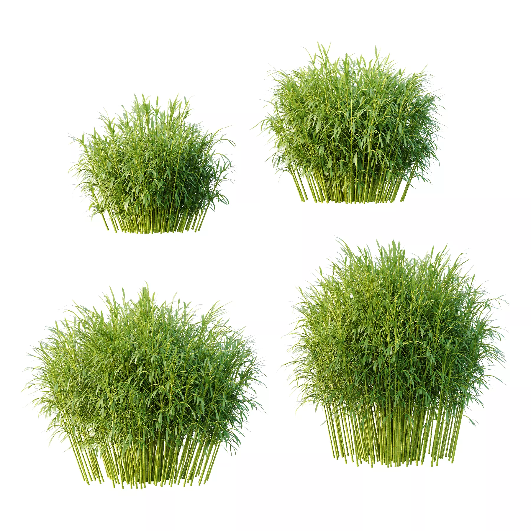 Bamboo Bambusoideae Bush 01 3D model_0