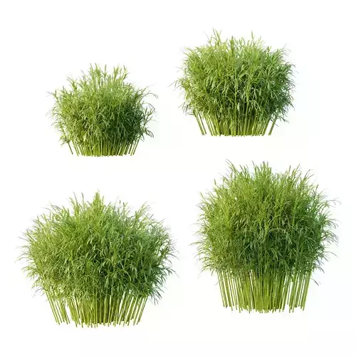 Bamboo Bambusoideae Bush 01 3D model Bamboo Bambusoideae Bush 01 3D model