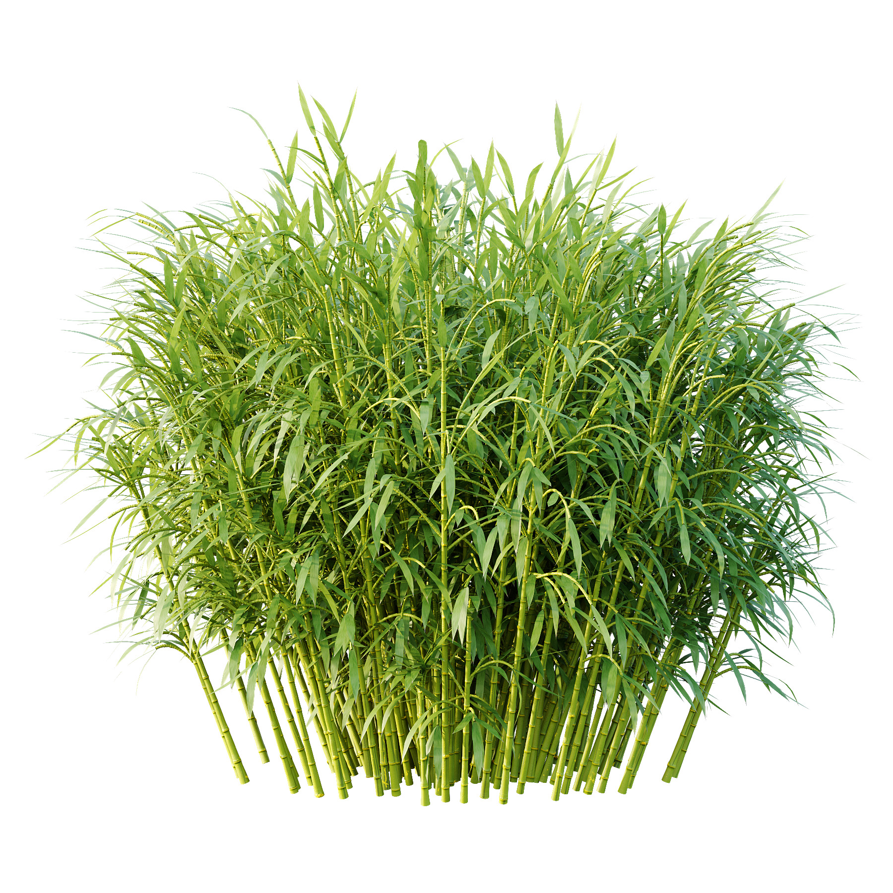 Bamboo Bambusoideae Bush 01 3D model_3