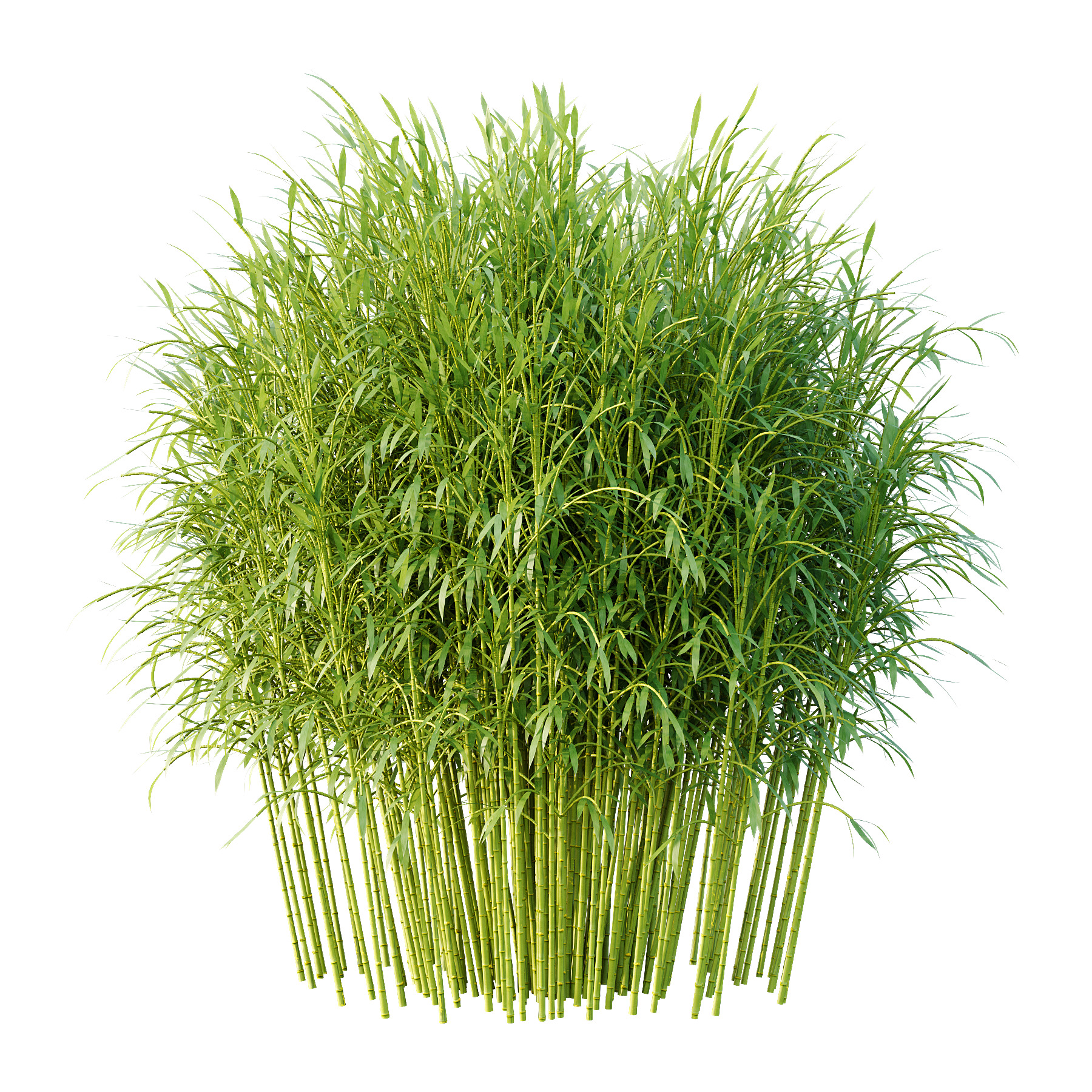 Bamboo Bambusoideae Bush 01 3D model_2