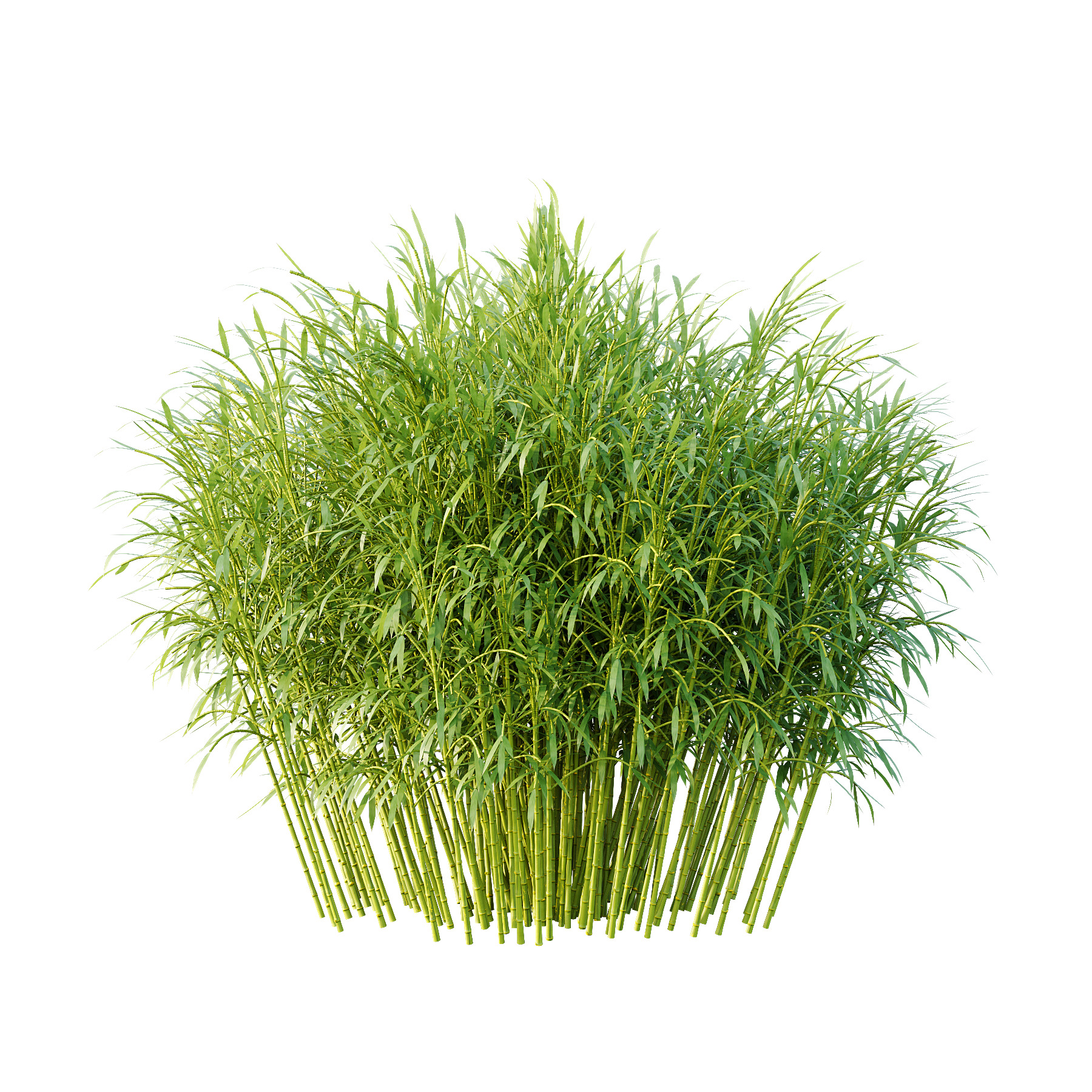 Bamboo Bambusoideae Bush 01 3D model_1