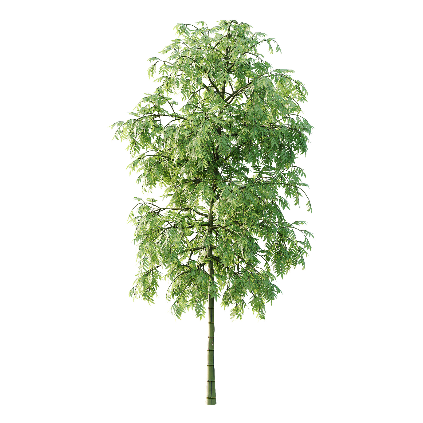 Bamboo Bambusoideae Tree 01 3D model_2