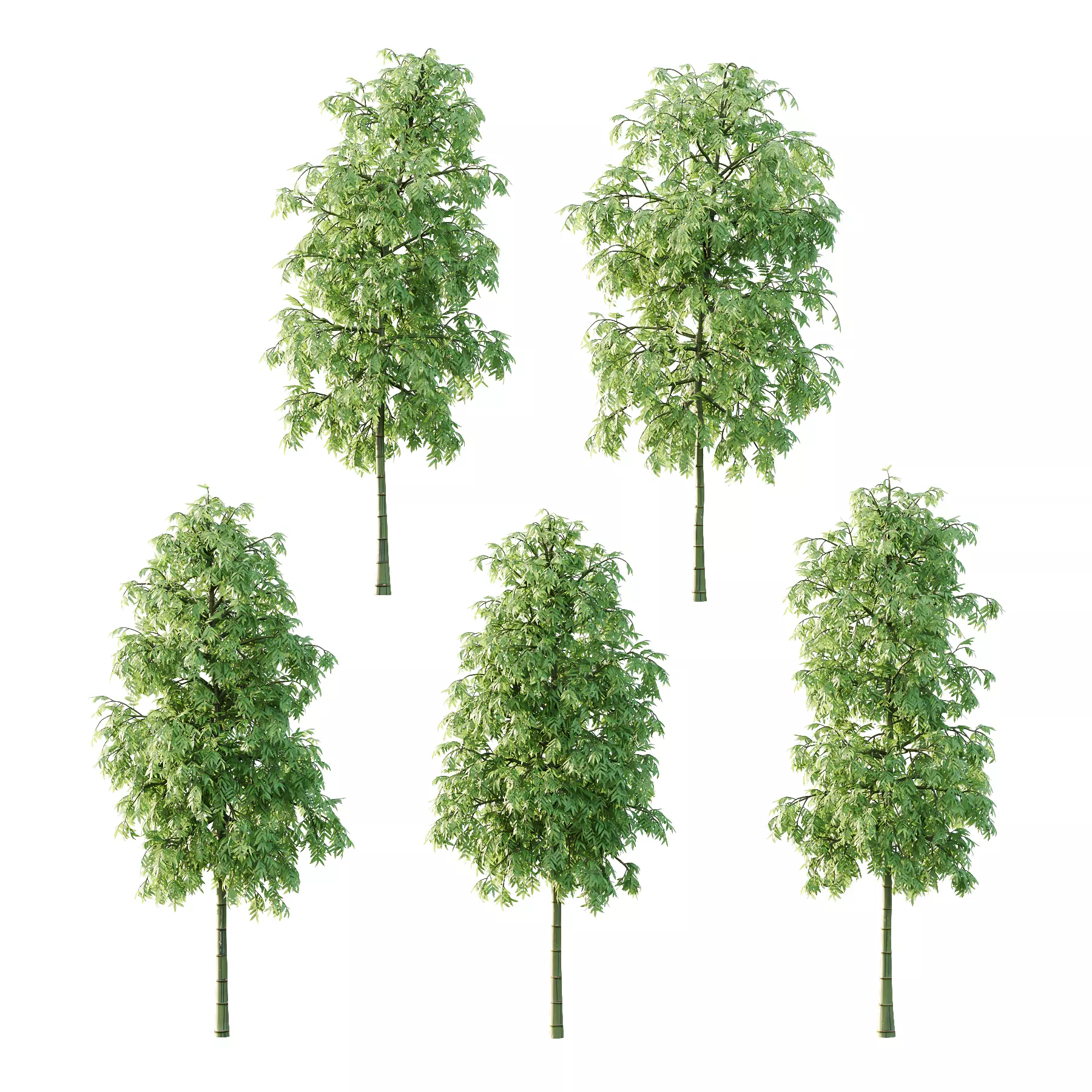 Bamboo Bambusoideae Tree 01 3D model_0
