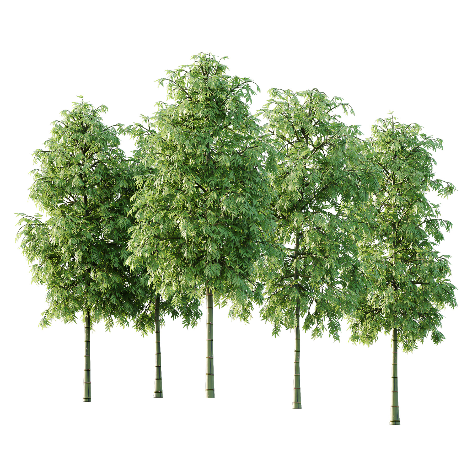 Bamboo Bambusoideae Tree 01 3D model_1