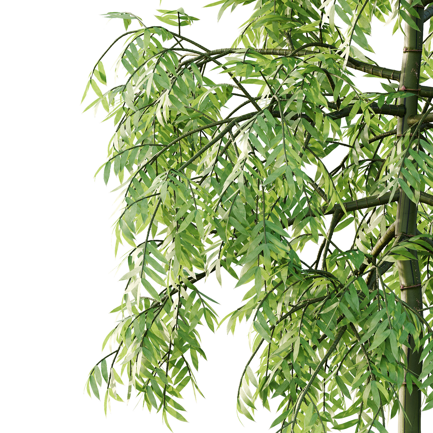 Bamboo Bambusoideae Tree 01 3D model_3