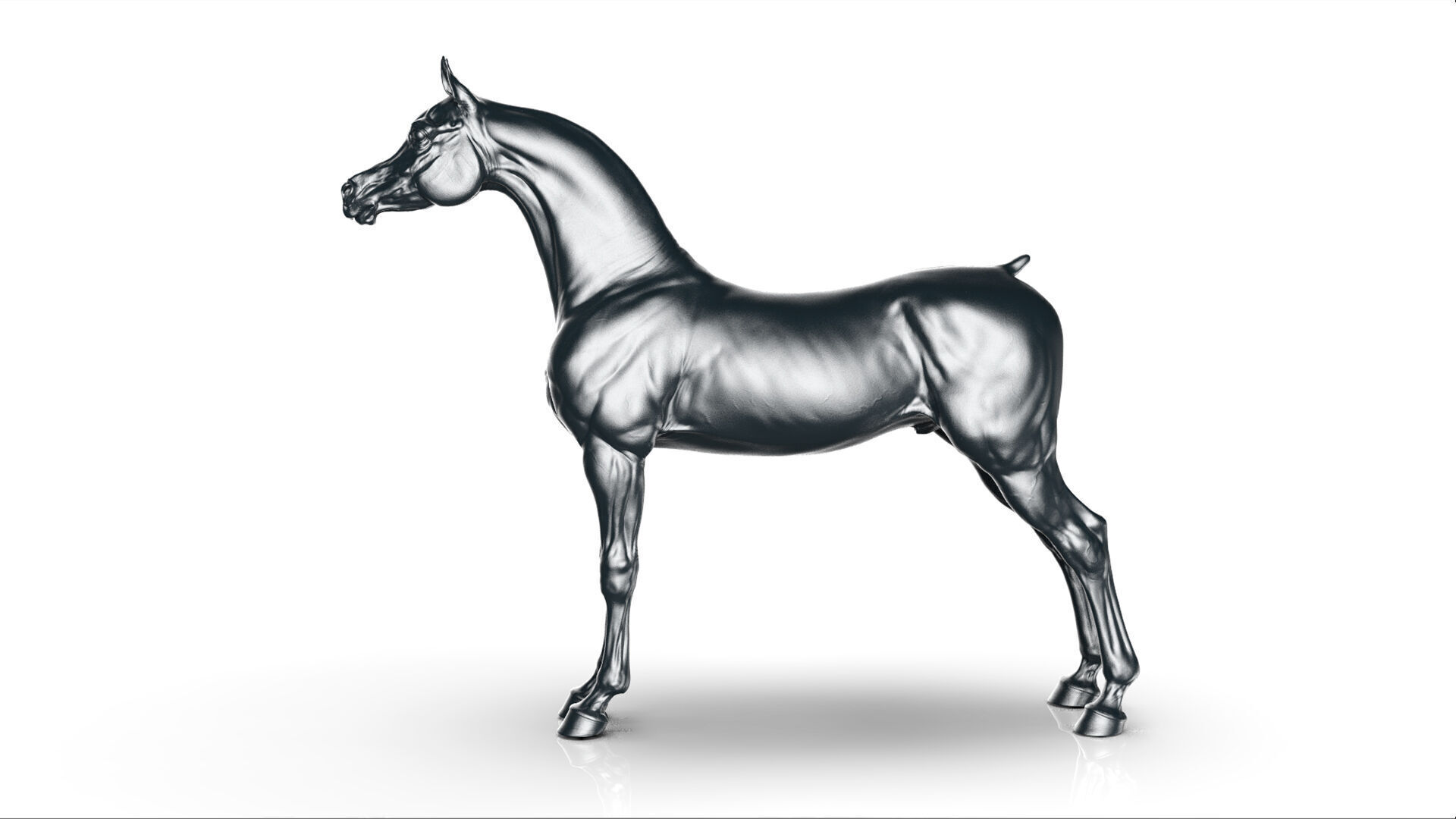Horse Arabian  -  TPose 3D model_7
