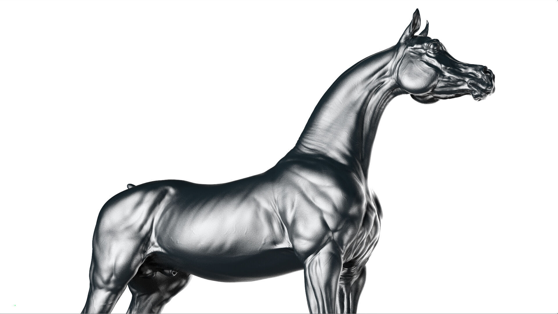 Horse Arabian  -  TPose 3D model_10