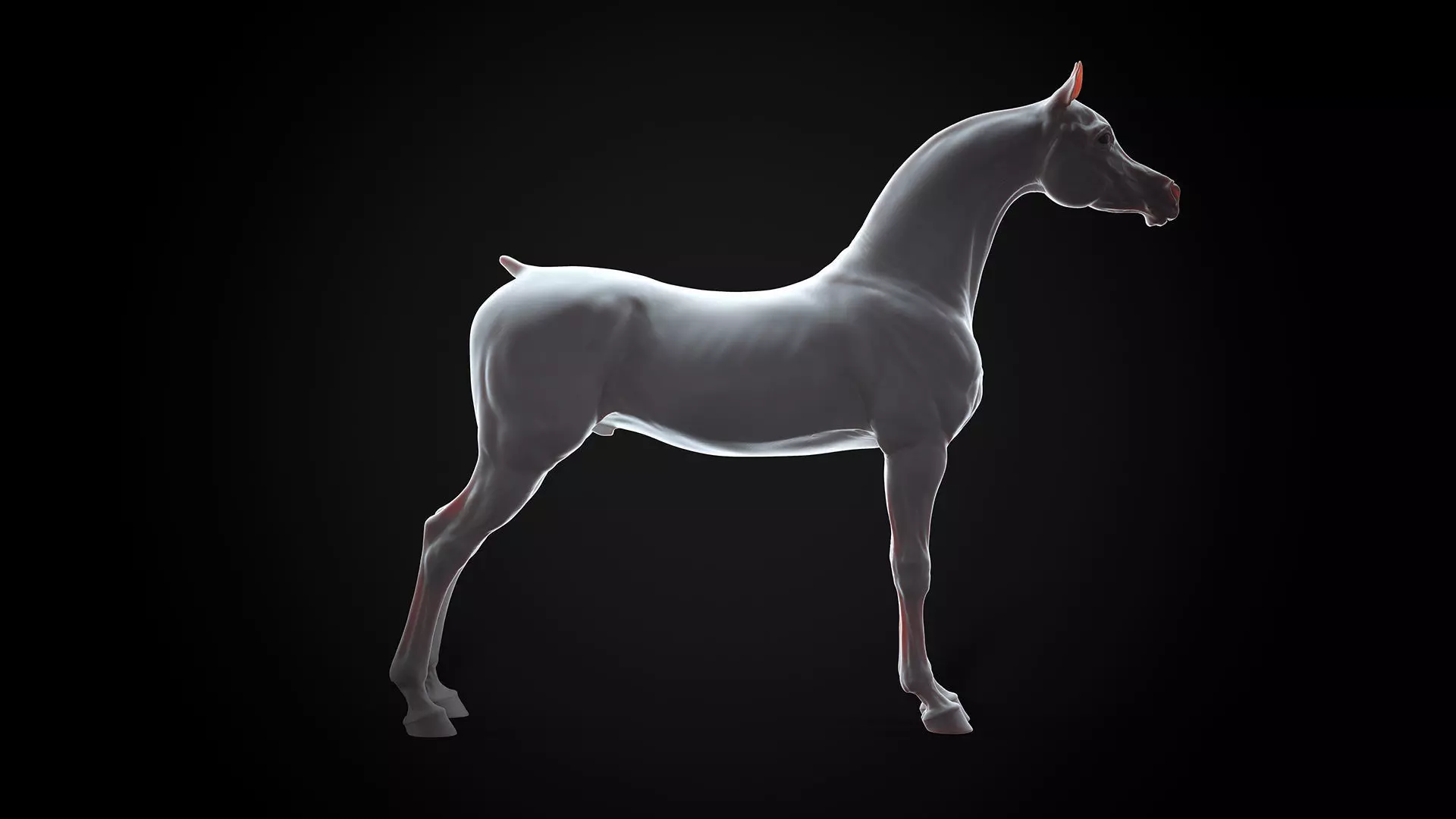 Horse Arabian  -  TPose 3D model_0