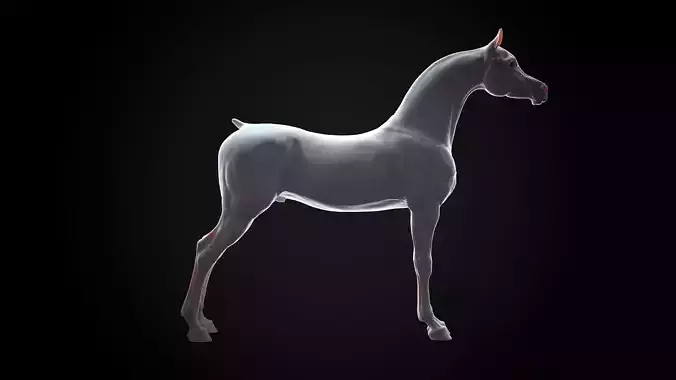 Horse Arabian  -  TPose 3D model