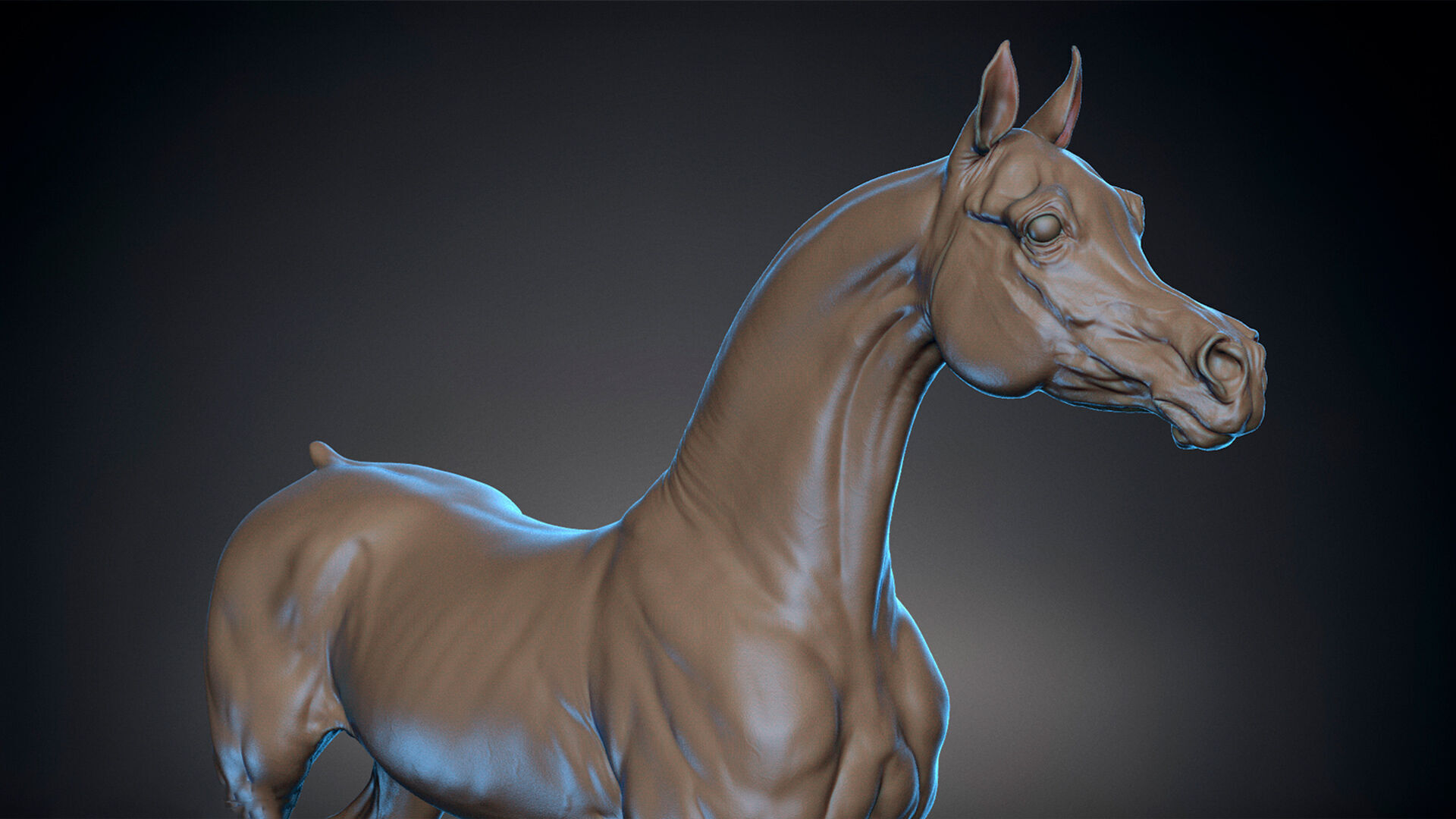 Horse Arabian  -  TPose 3D model_2