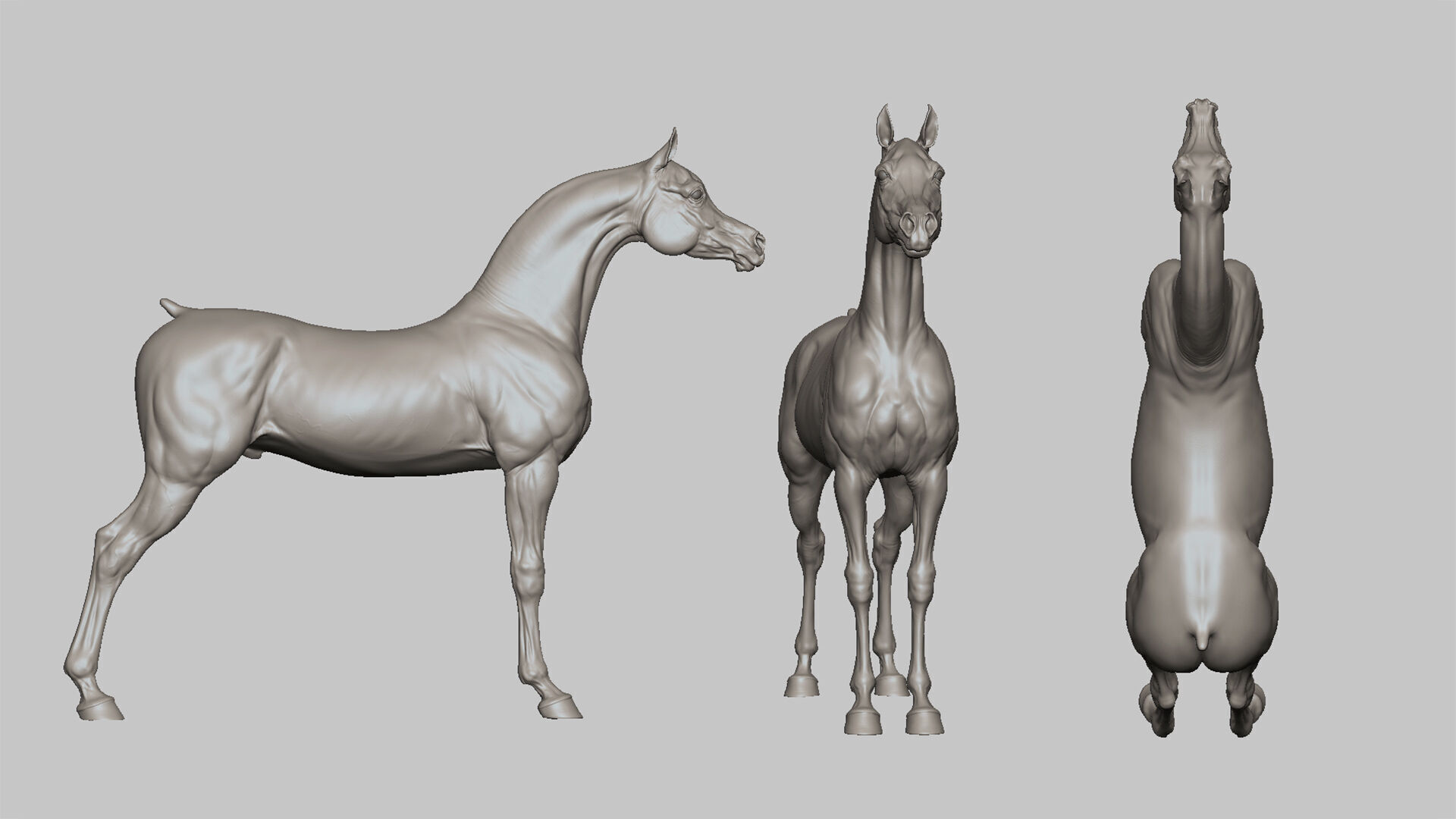 Horse Arabian  -  TPose 3D model_1