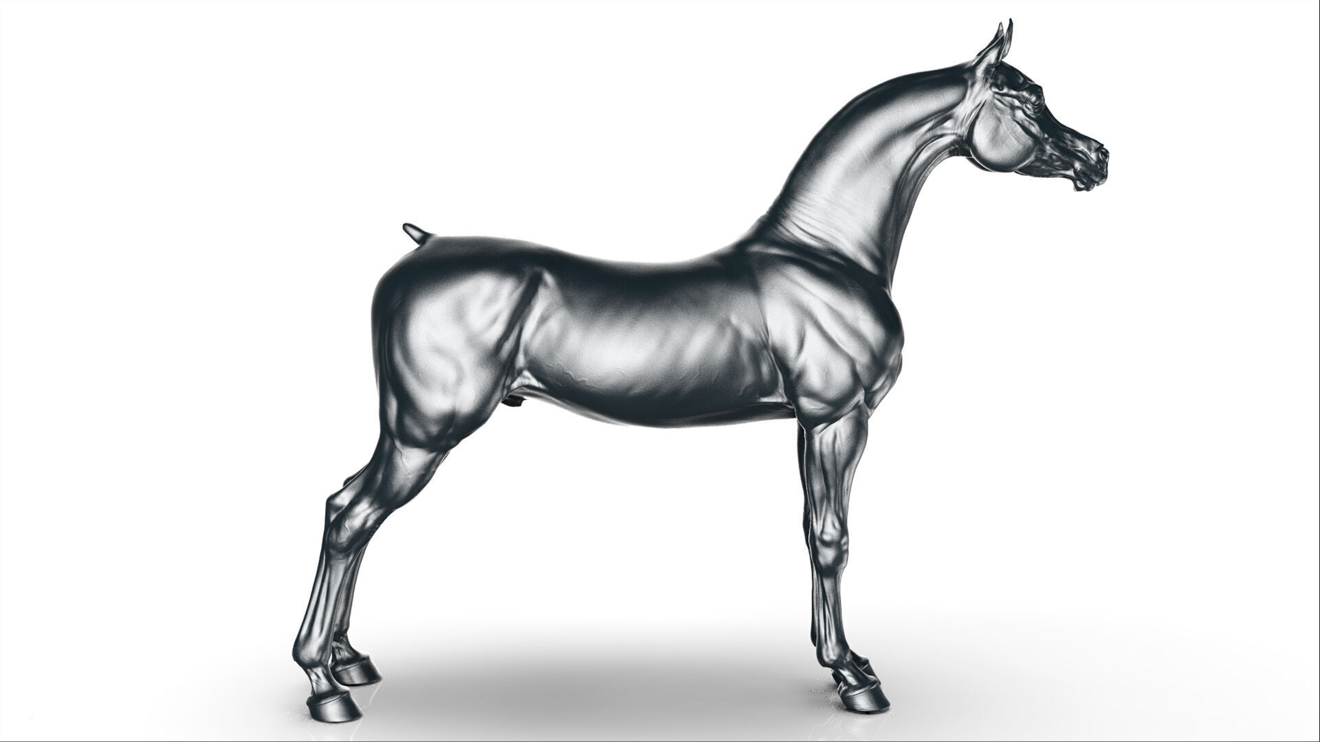 Horse Arabian  -  TPose 3D model_4