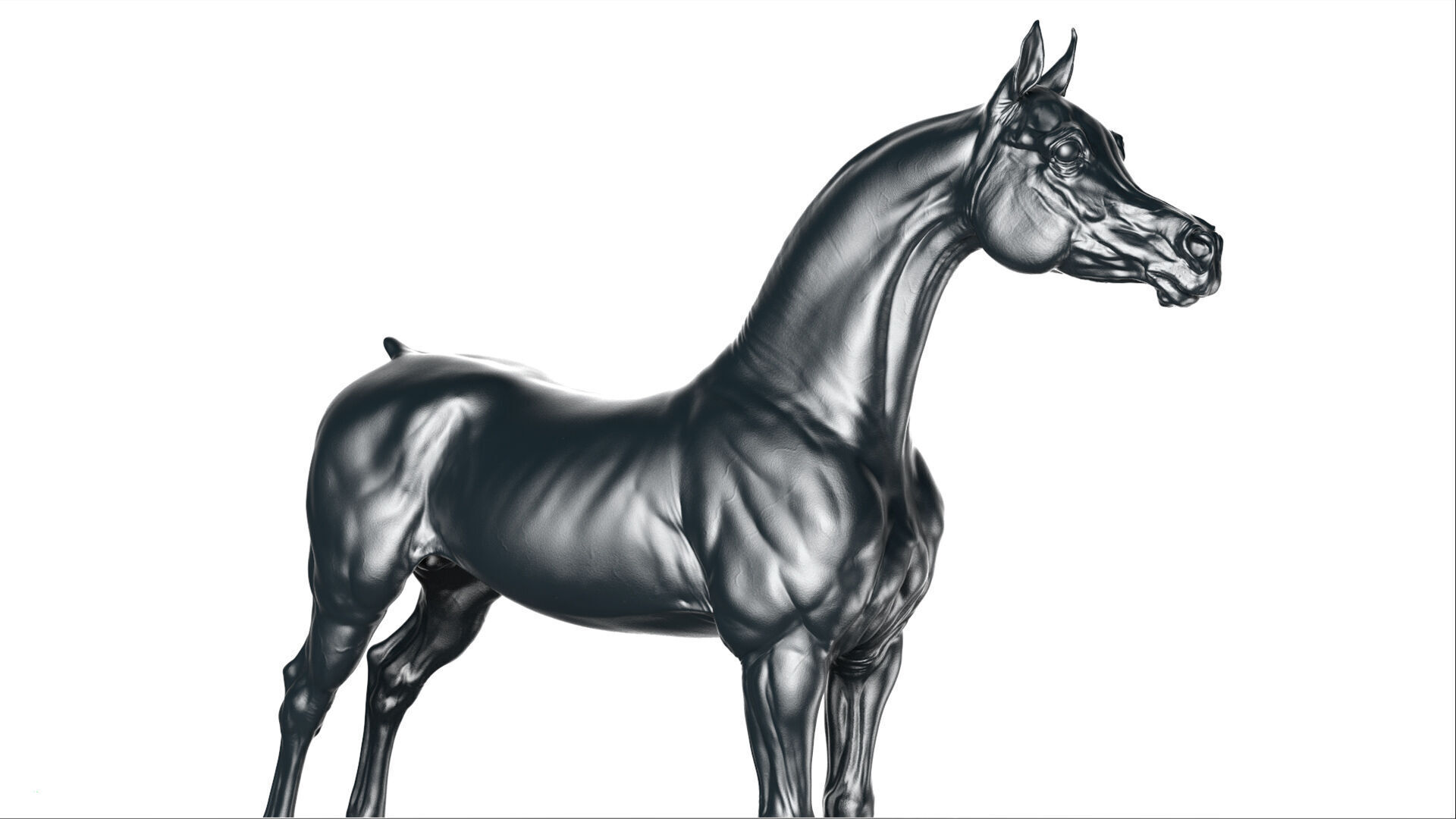 Horse Arabian  -  TPose 3D model_5