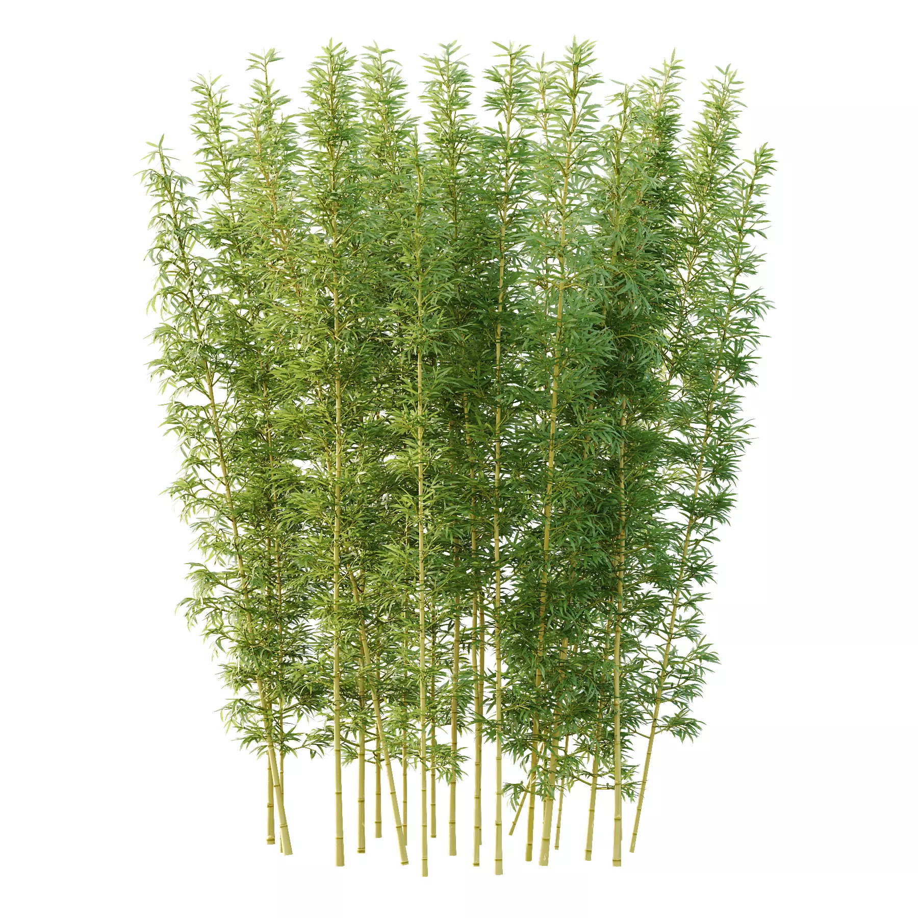 Bamboo Bambusoideae Tree 03 3D model_0