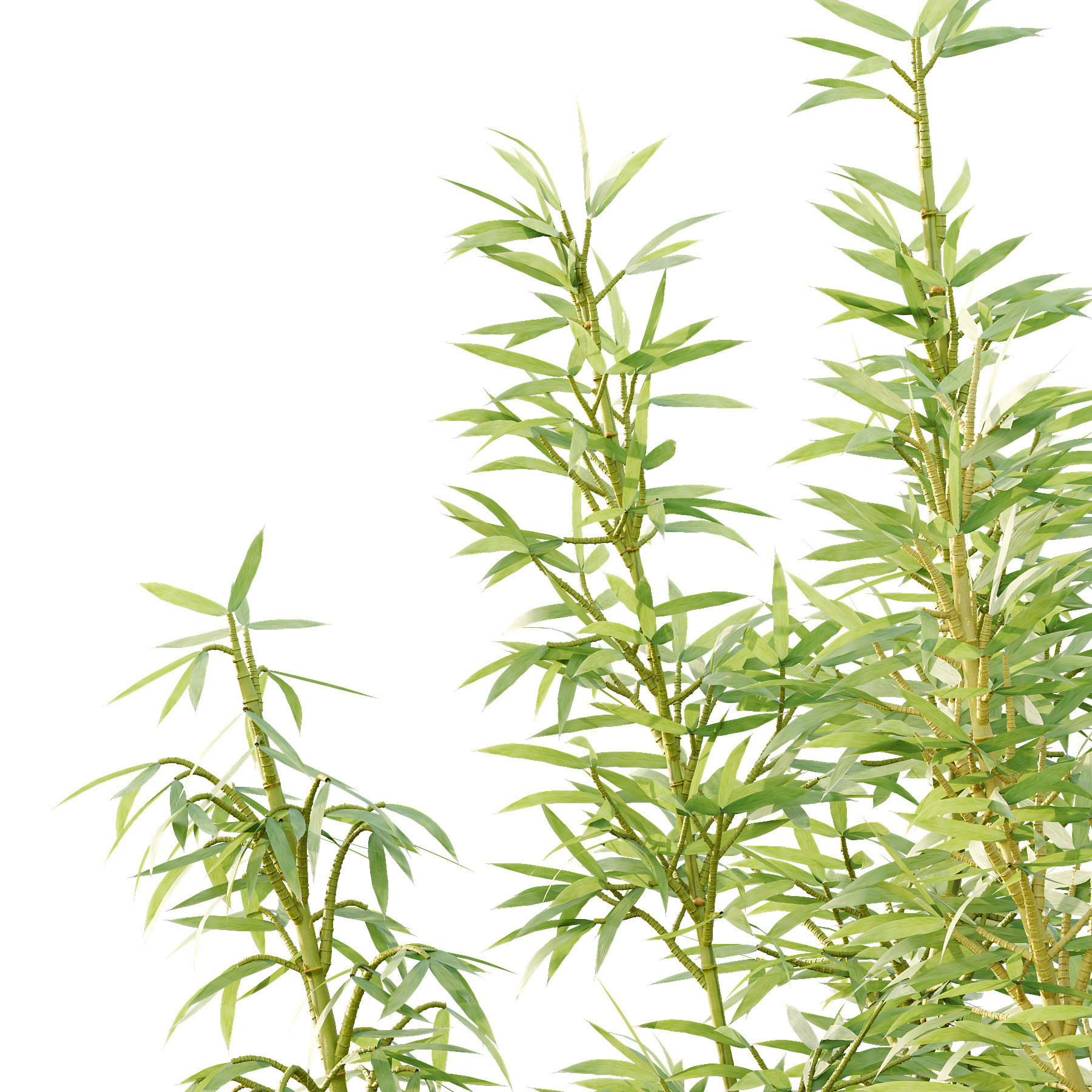 Bamboo Bambusoideae Tree 03 3D model_2