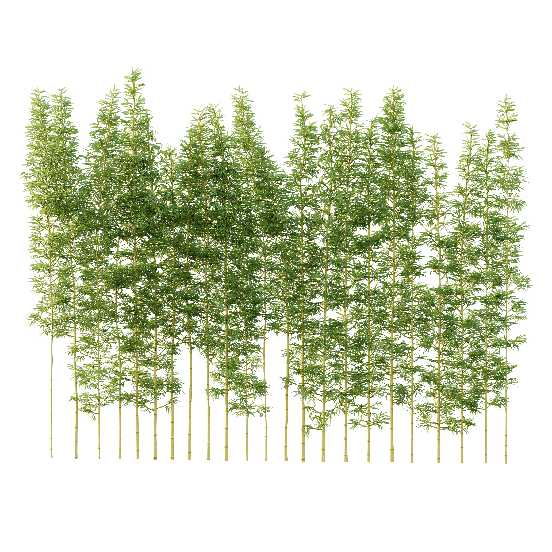 Bamboo Bambusoideae Tree 03 3D model_1