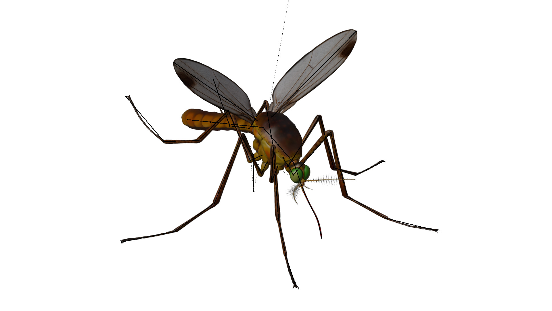 Realistic Mosquito 3D model_1