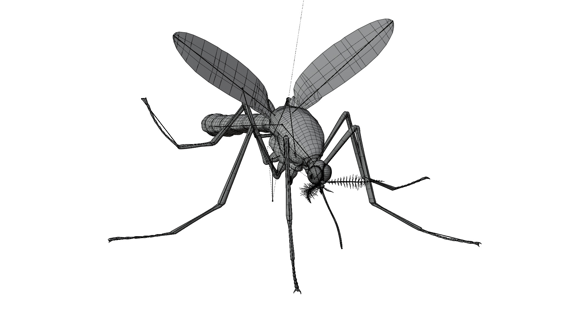 Realistic Mosquito 3D model_2