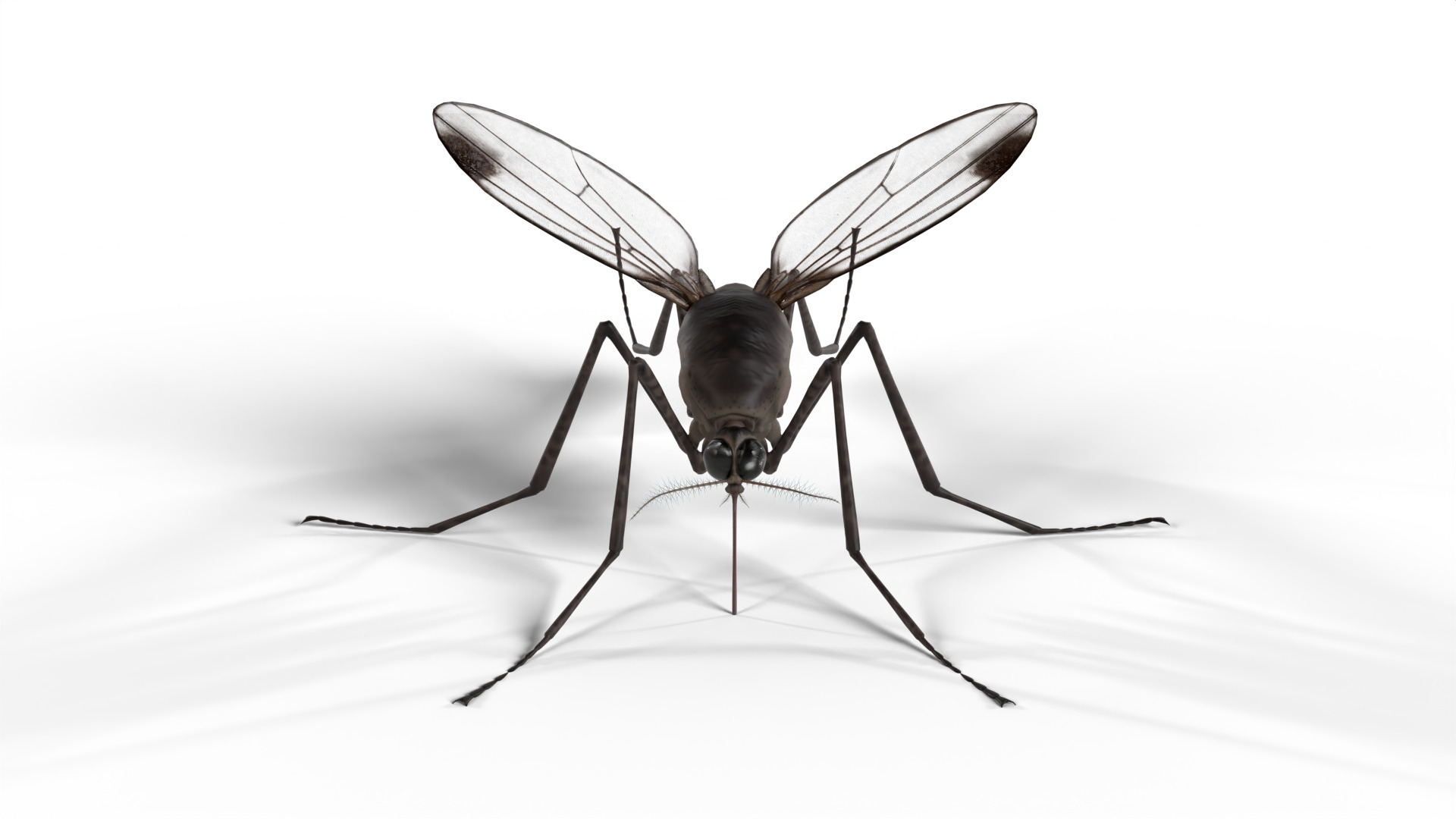Realistic Mosquito 3D model_3