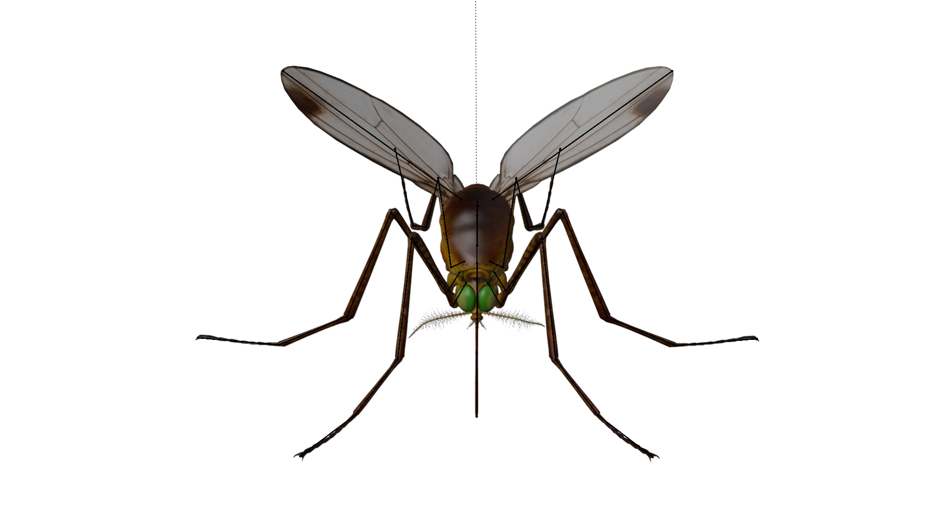 Realistic Mosquito 3D model_4