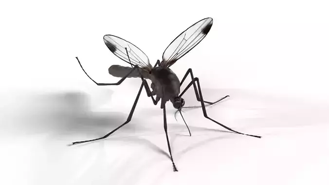 Realistic Mosquito 3D model