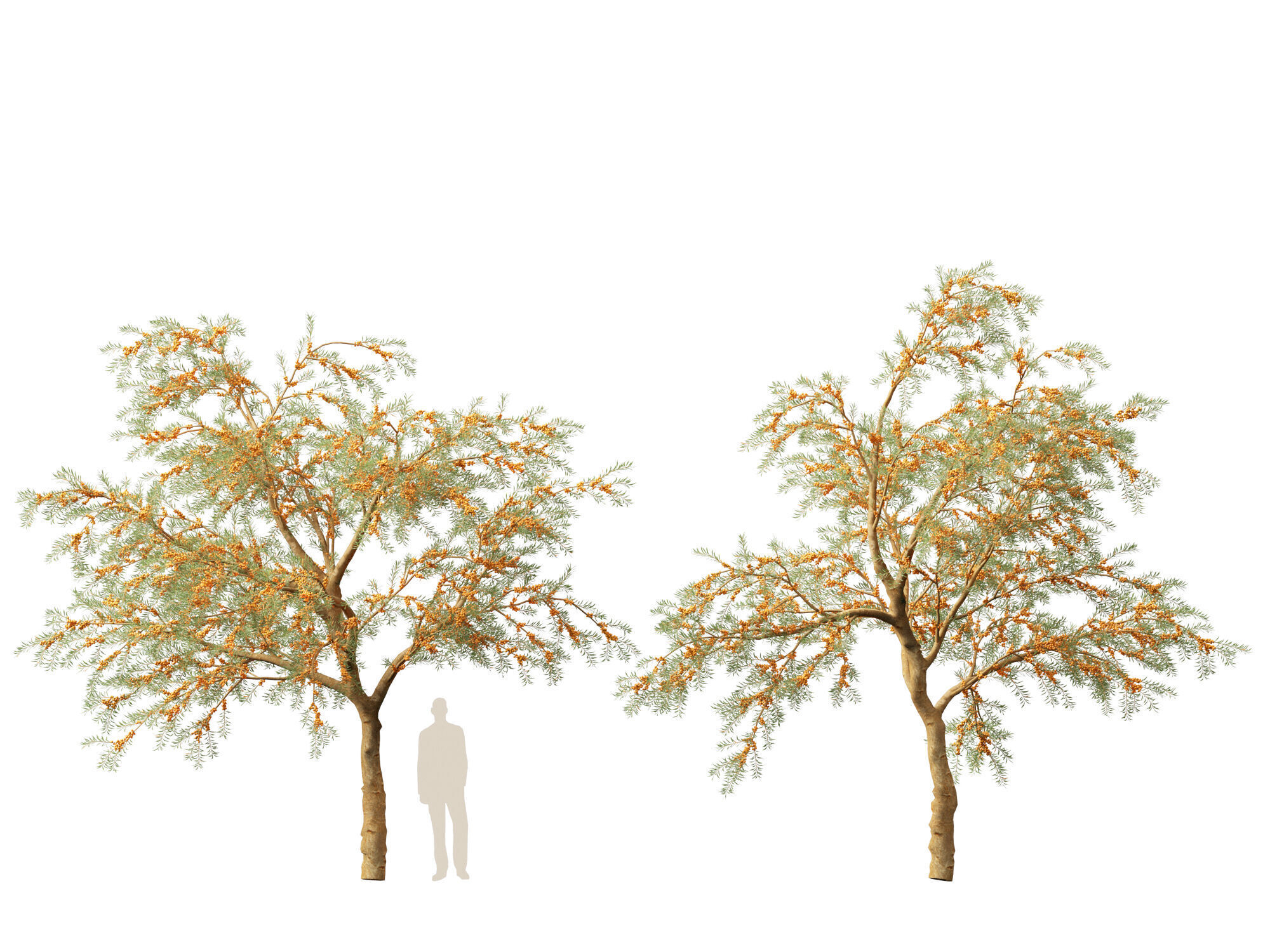 HighPoly LowPoly - Hippophae rhamnoides - Sea buckthor Low-poly 3D model_10