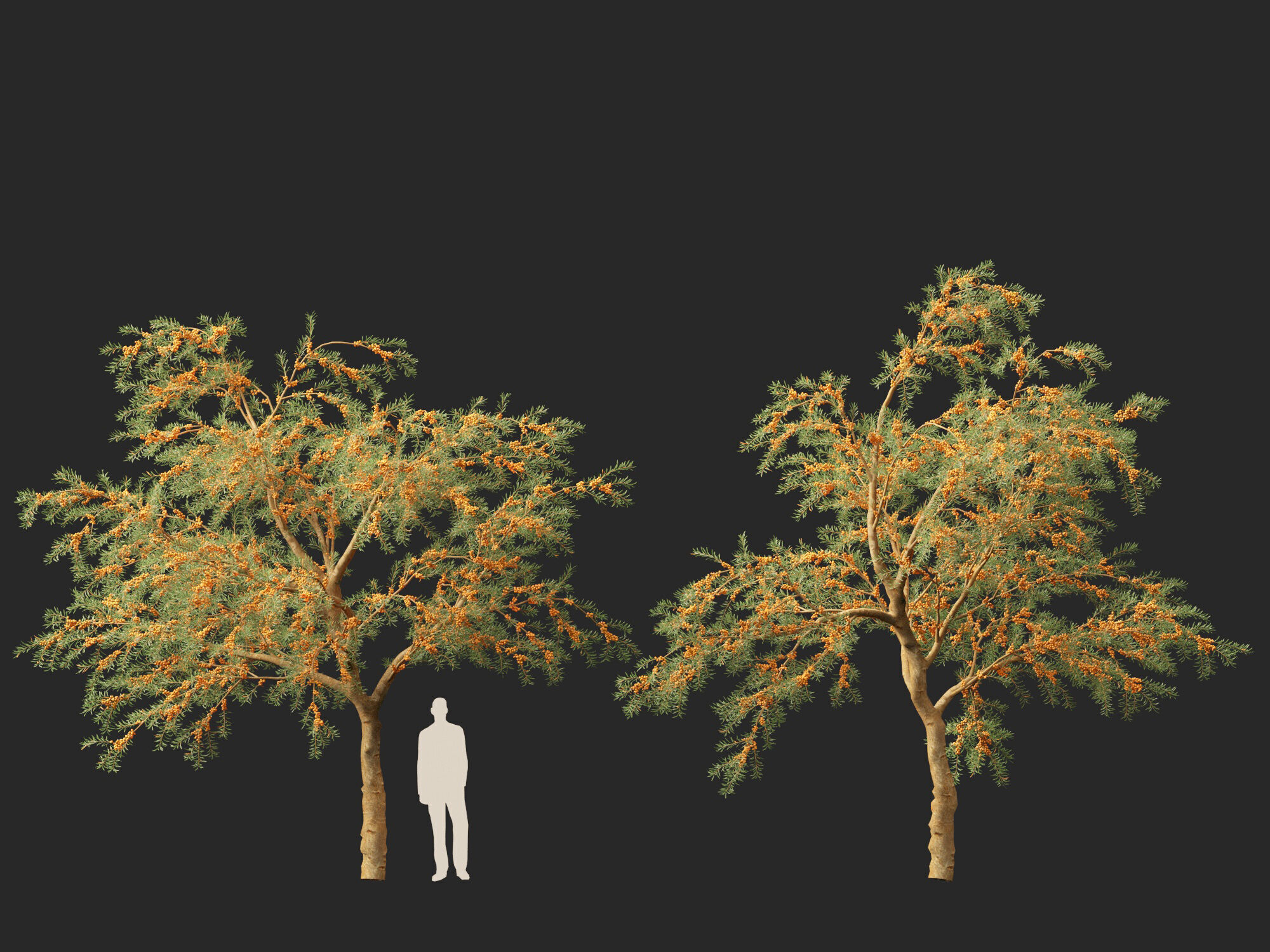 HighPoly LowPoly - Hippophae rhamnoides - Sea buckthor Low-poly 3D model_11