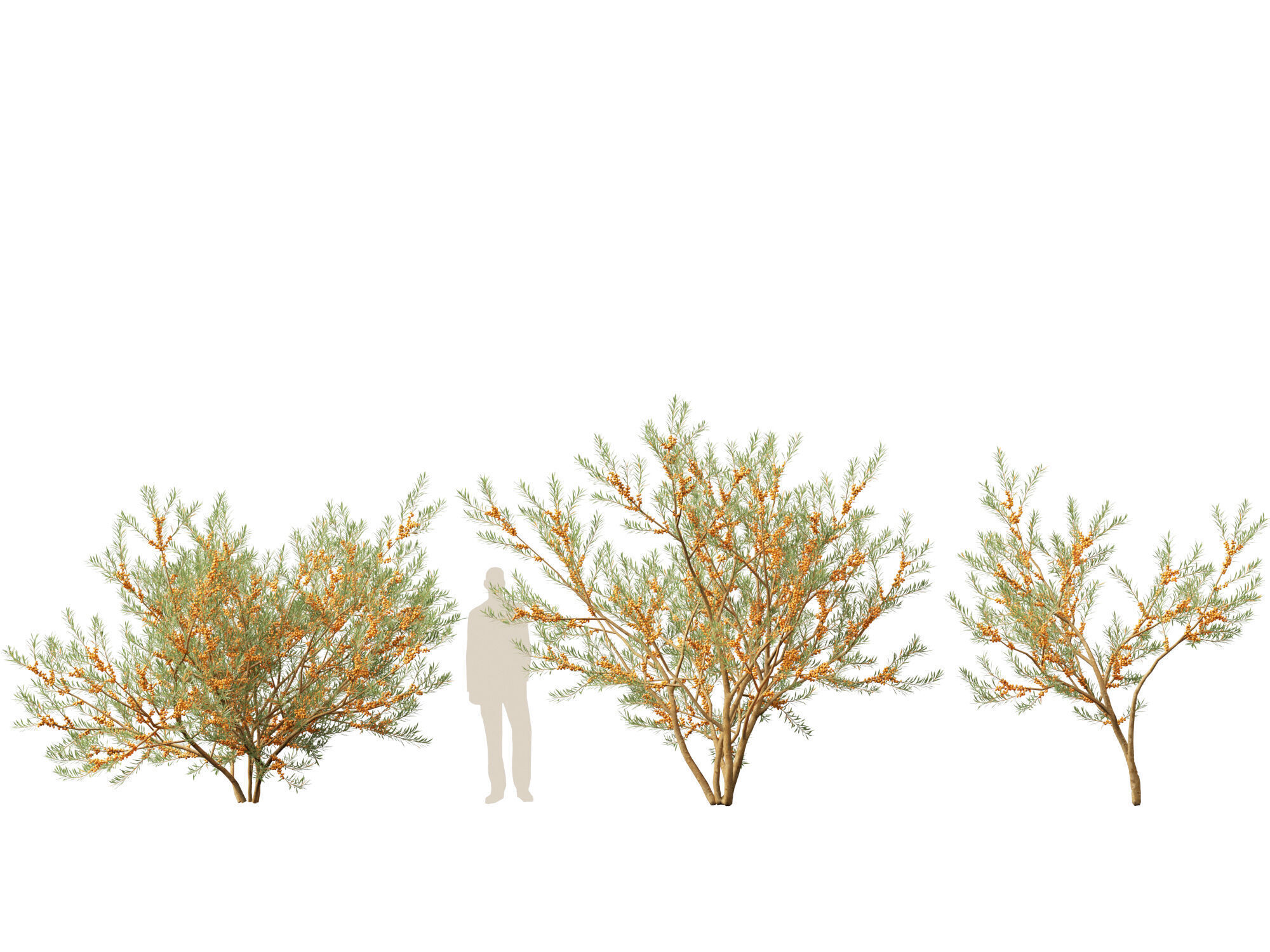 HighPoly LowPoly - Hippophae rhamnoides - Sea buckthor Low-poly 3D model_6