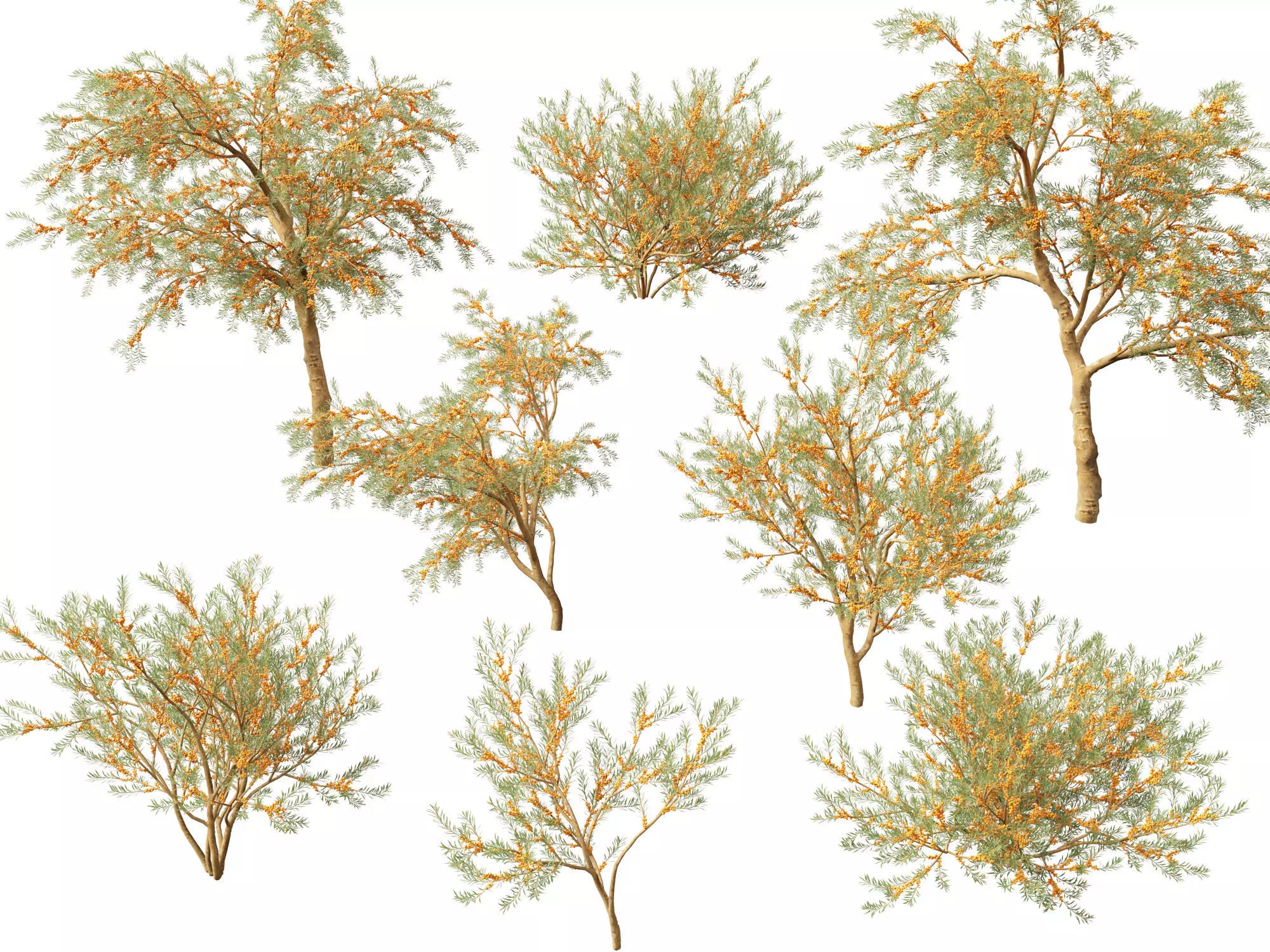 HighPoly LowPoly - Hippophae rhamnoides - Sea buckthor Low-poly 3D model_0