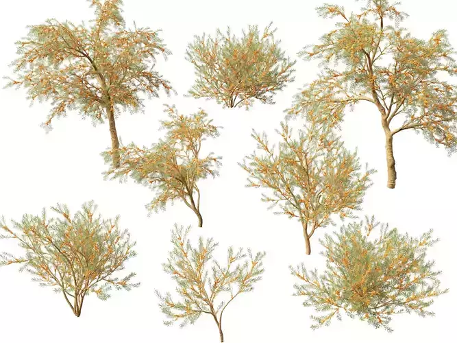 HighPoly LowPoly - Hippophae rhamnoides - Sea buckthor