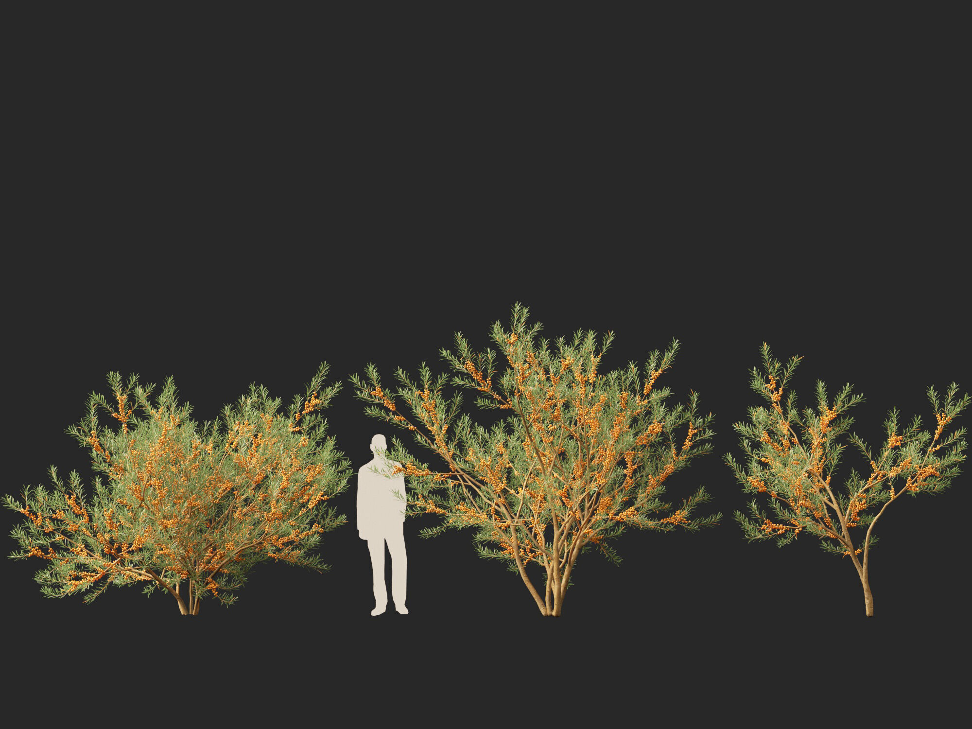 HighPoly LowPoly - Hippophae rhamnoides - Sea buckthor Low-poly 3D model_7