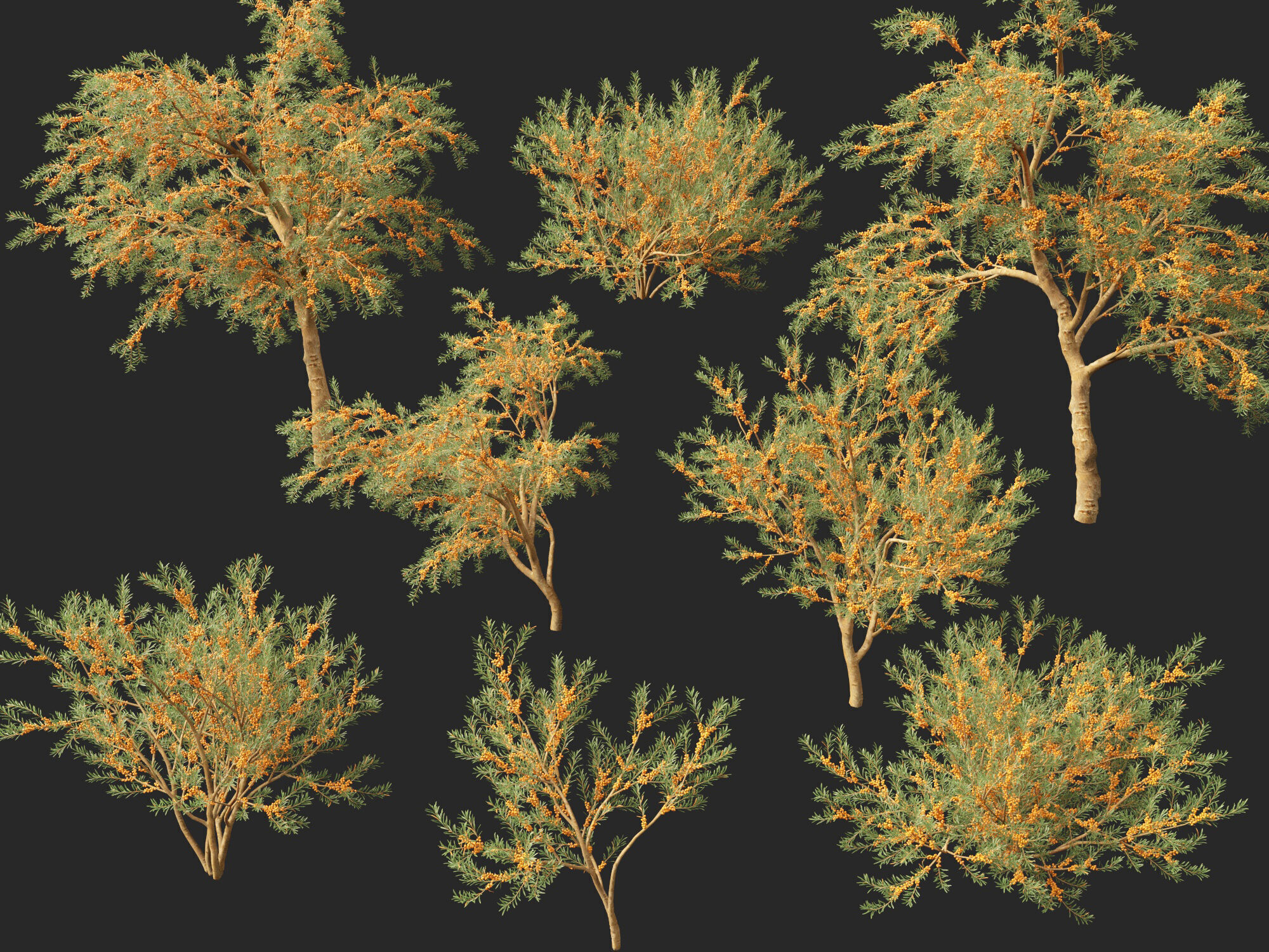 HighPoly LowPoly - Hippophae rhamnoides - Sea buckthor Low-poly 3D model_2