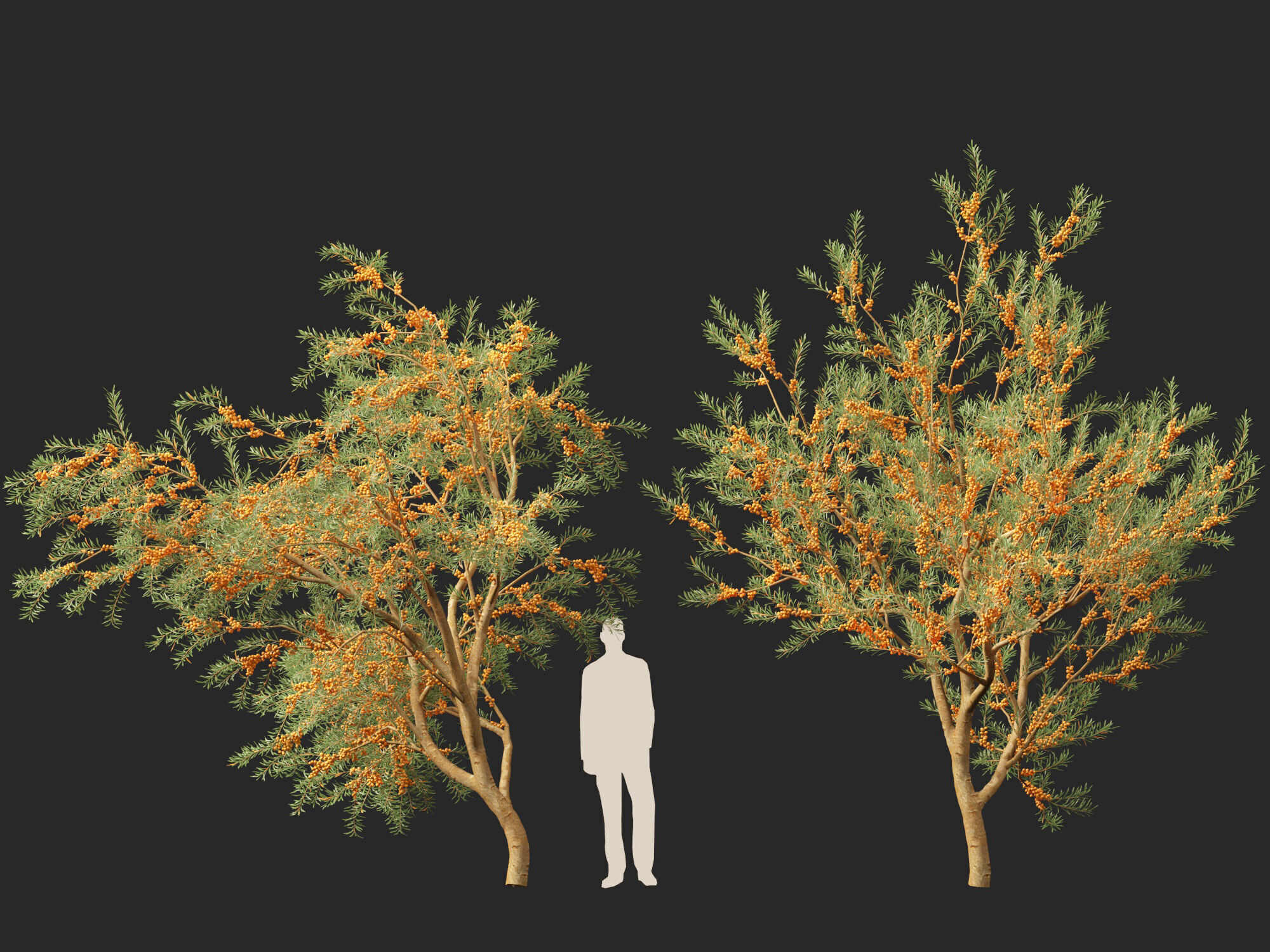 HighPoly LowPoly - Hippophae rhamnoides - Sea buckthor Low-poly 3D model_9